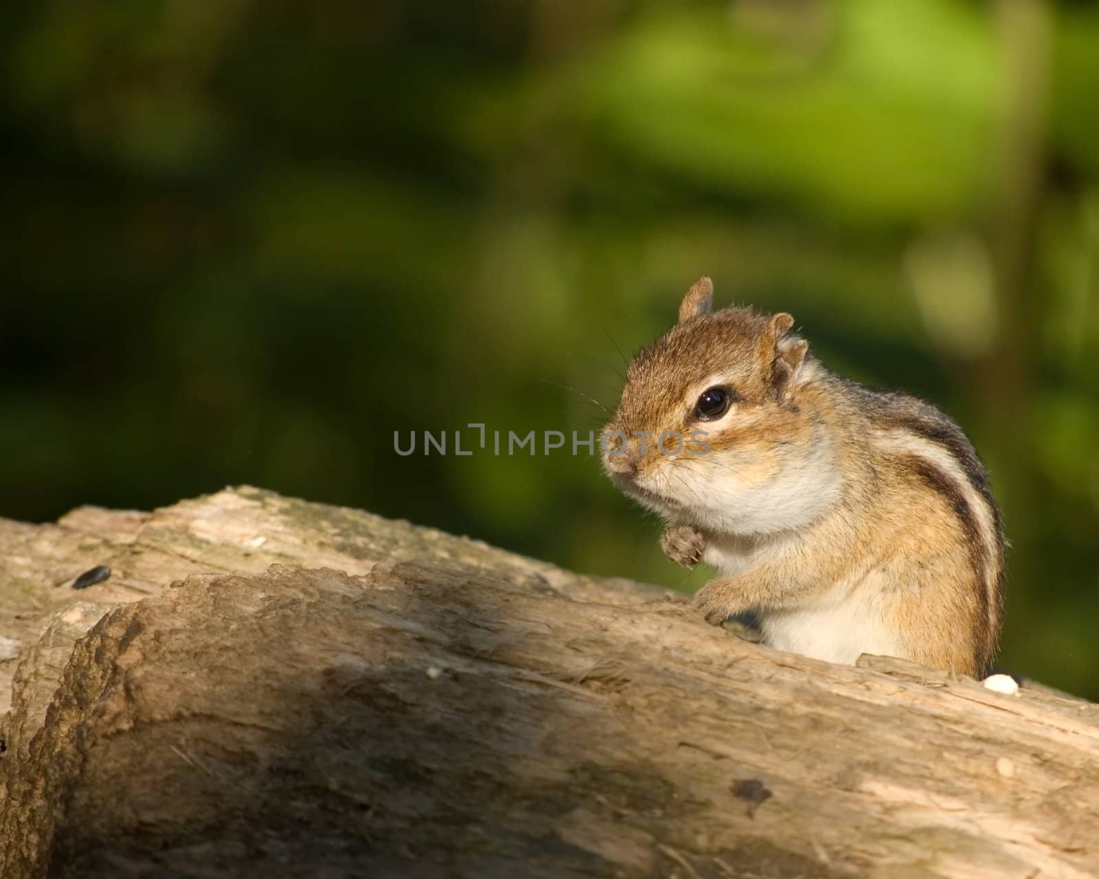 A chipmunk perched on a log with food stuffing his cheeks.