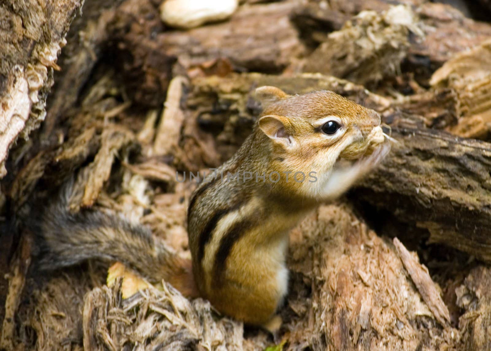 An eastern chipmunk stuffing a peanut into his pouch.
