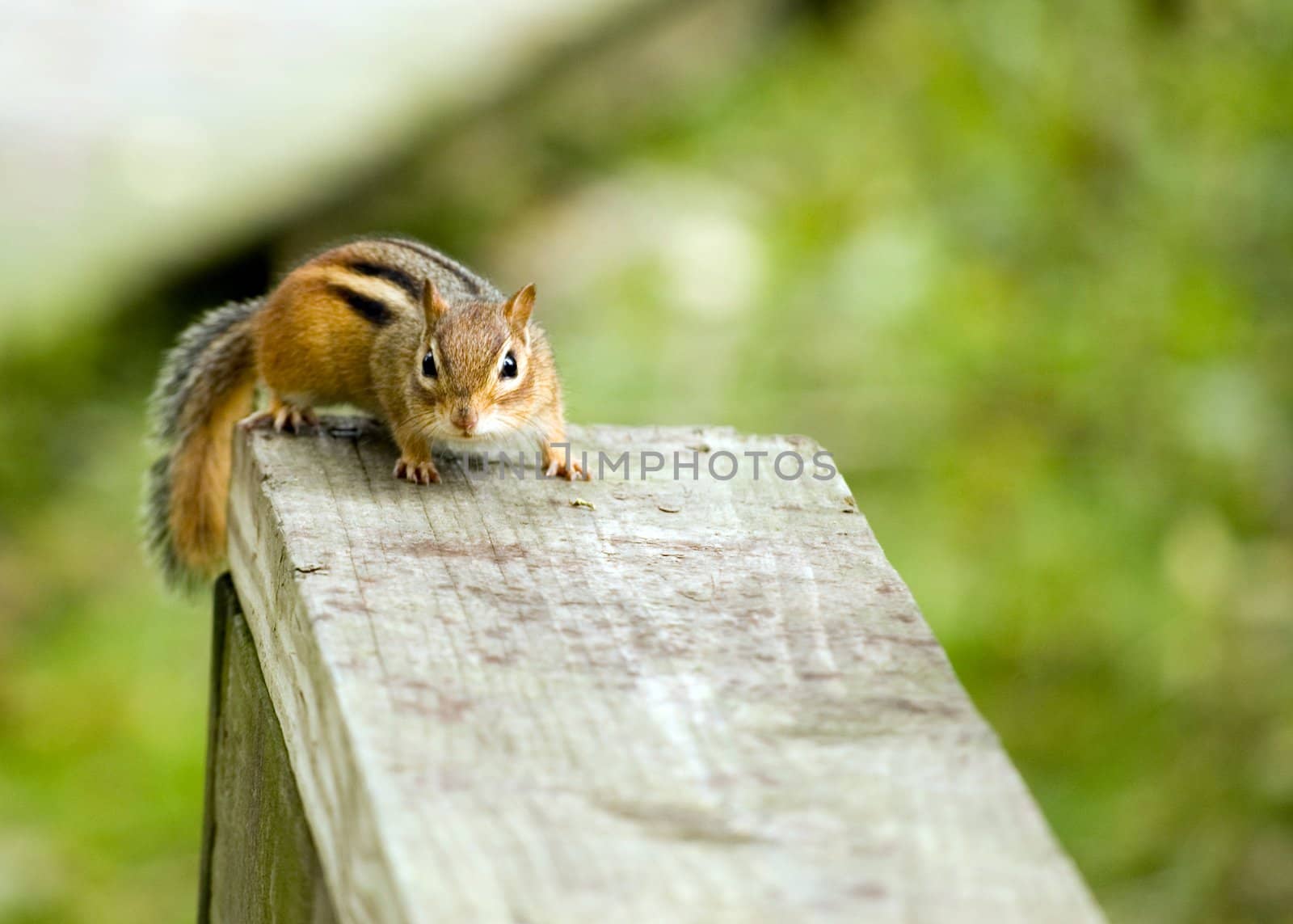 An eastern chipmunk perched on a wooden fence.