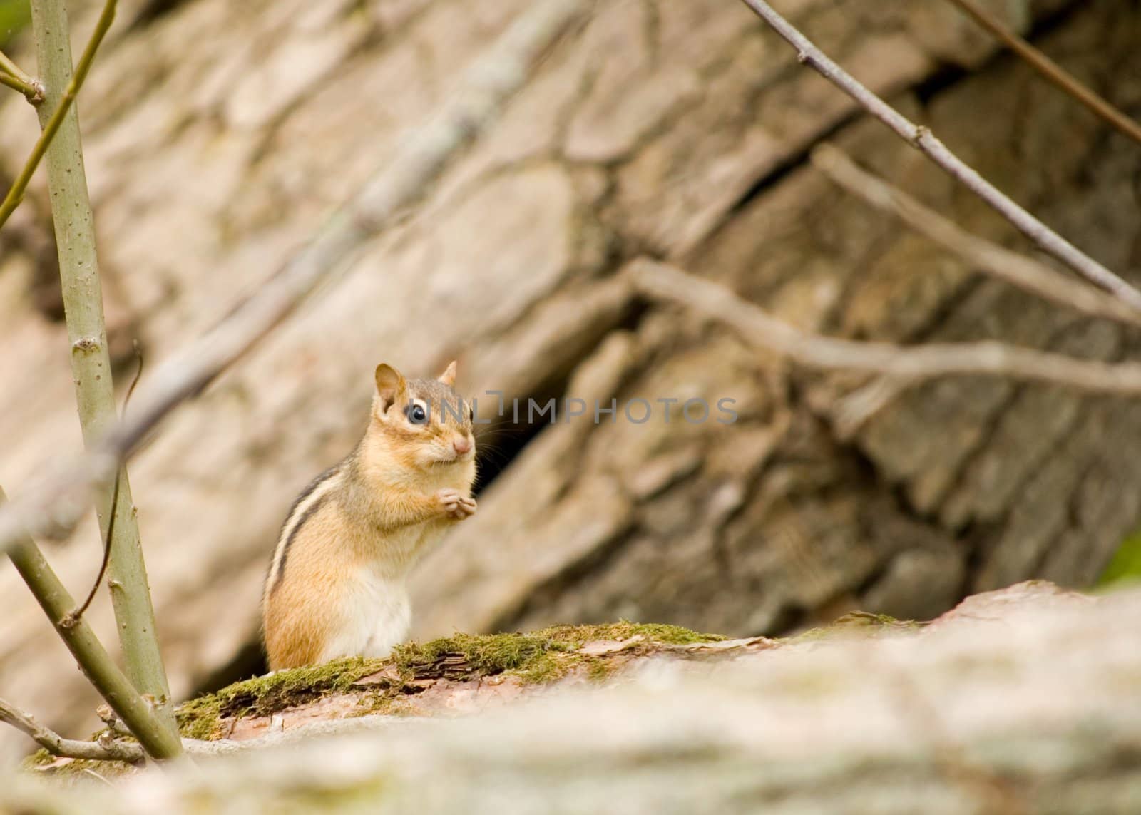 An eastern chipmunk perched on a tree trunk.