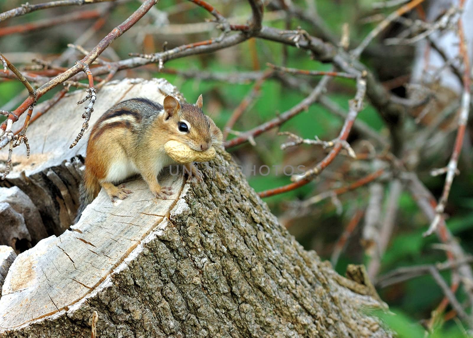 An eastern chipmunk perched on a log with a peanut in his mouth.