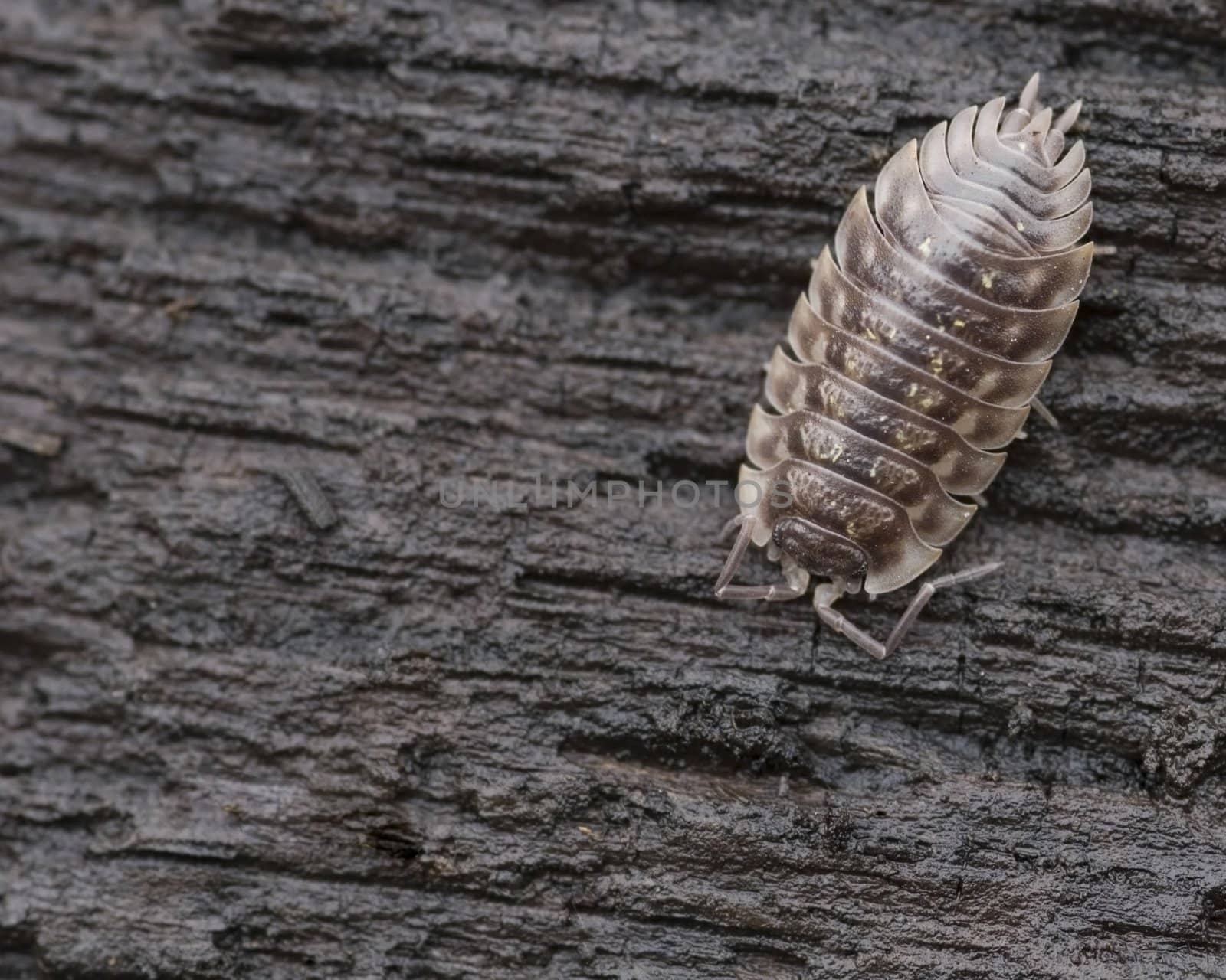 A pillbug found under a railroad tie in early spring.