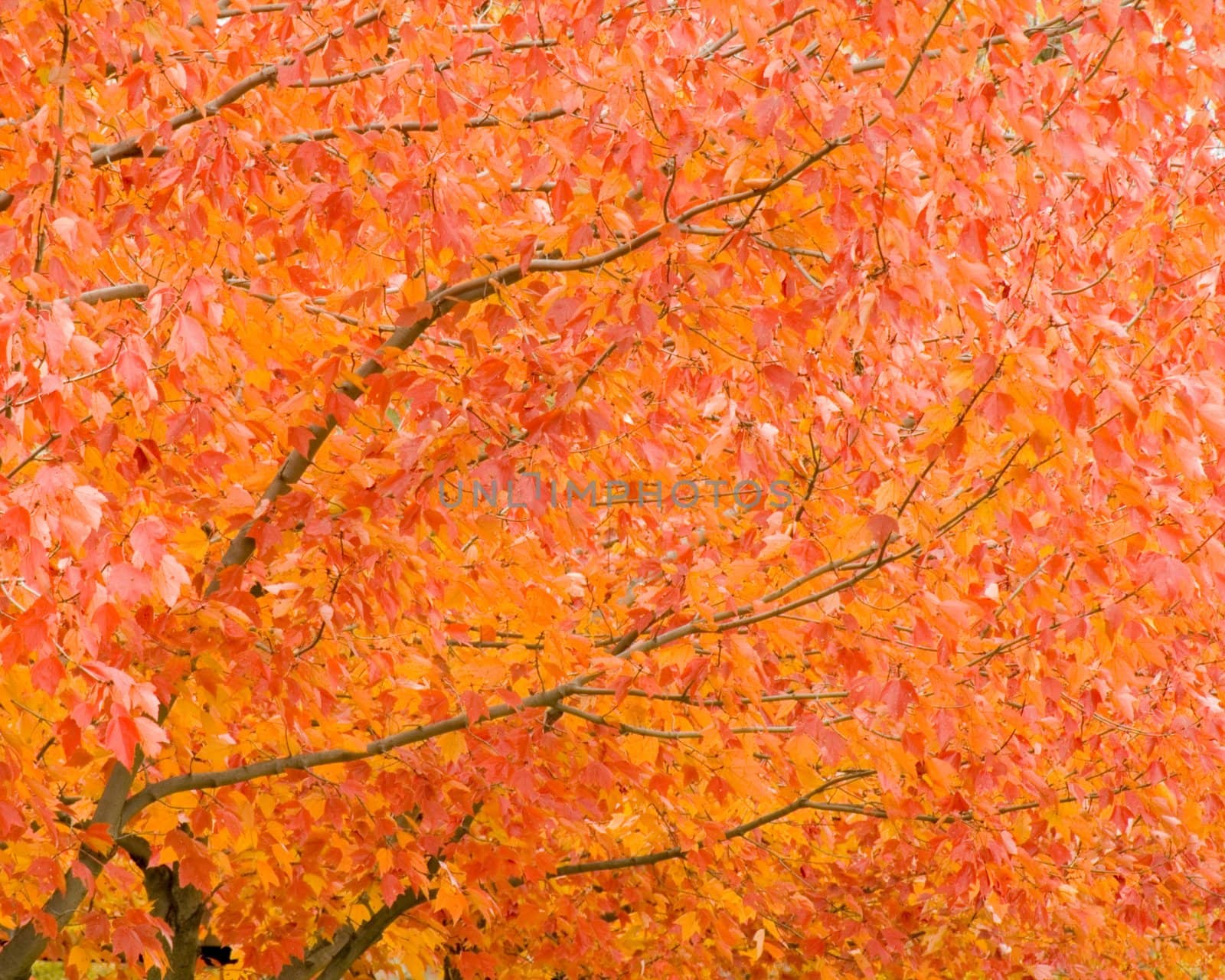 Leaves turned orange as winter approaches.