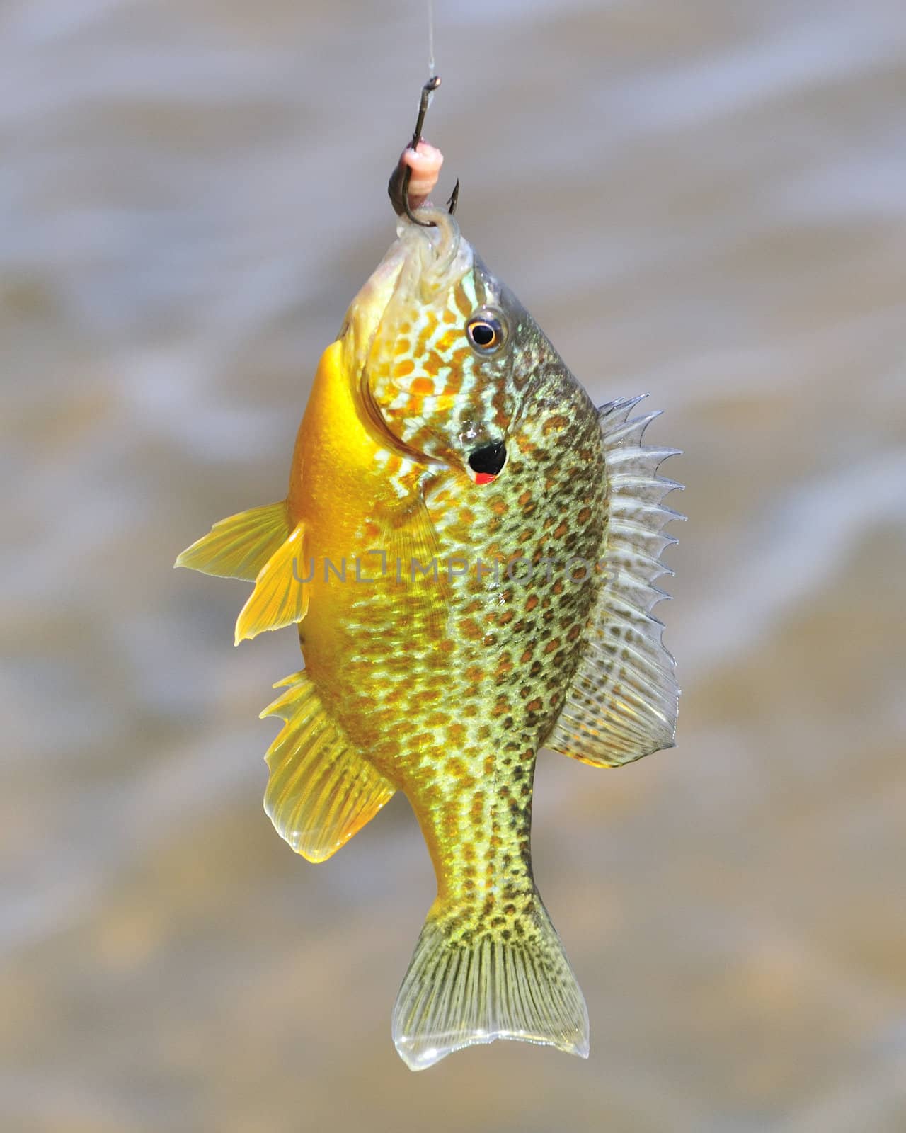 A freshwater sunfish caught on a fish hook.