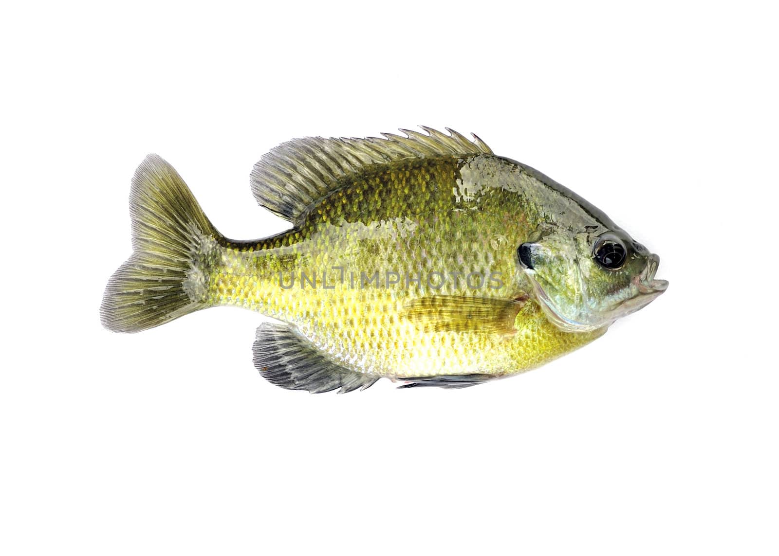 A freshwater sunfish from a pond.