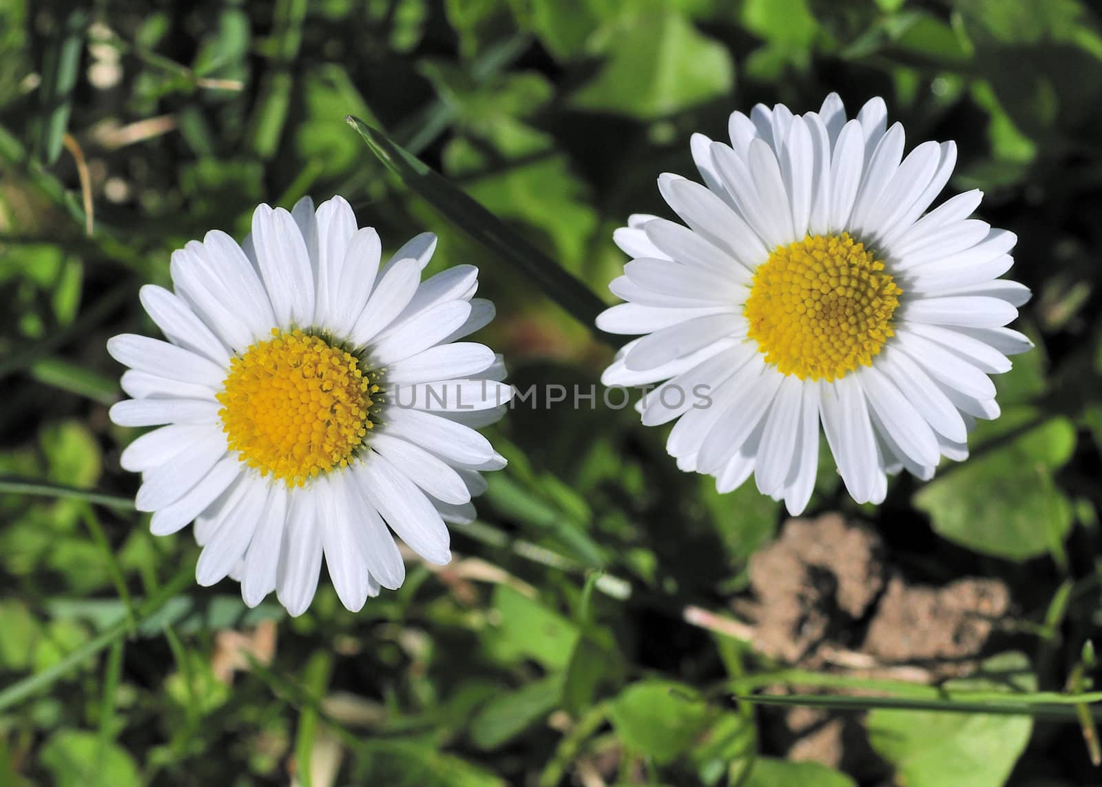 A pair of early spring Daisies in sunlight.