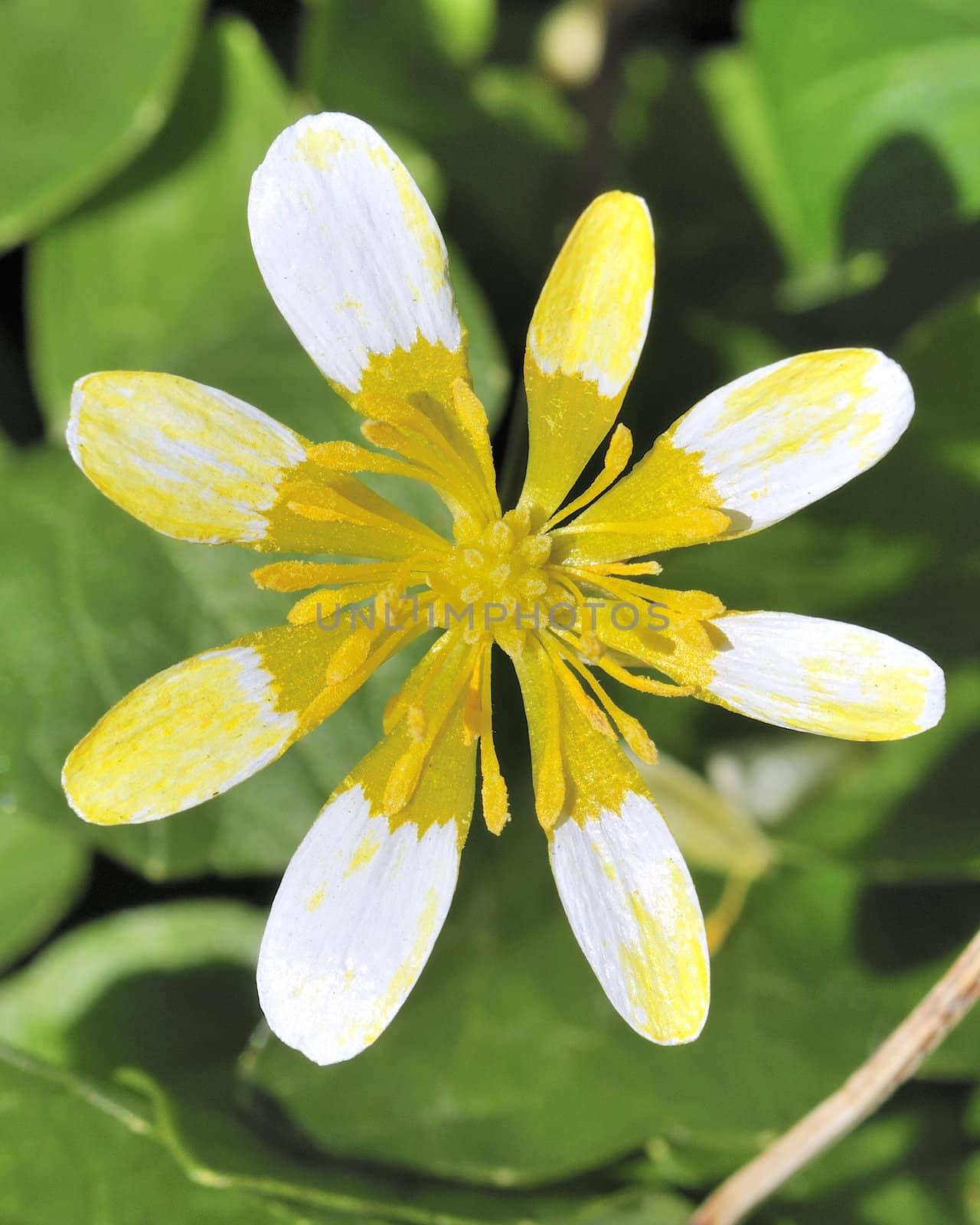 A close-up macro shot of a lesser celandine flower in early spring.