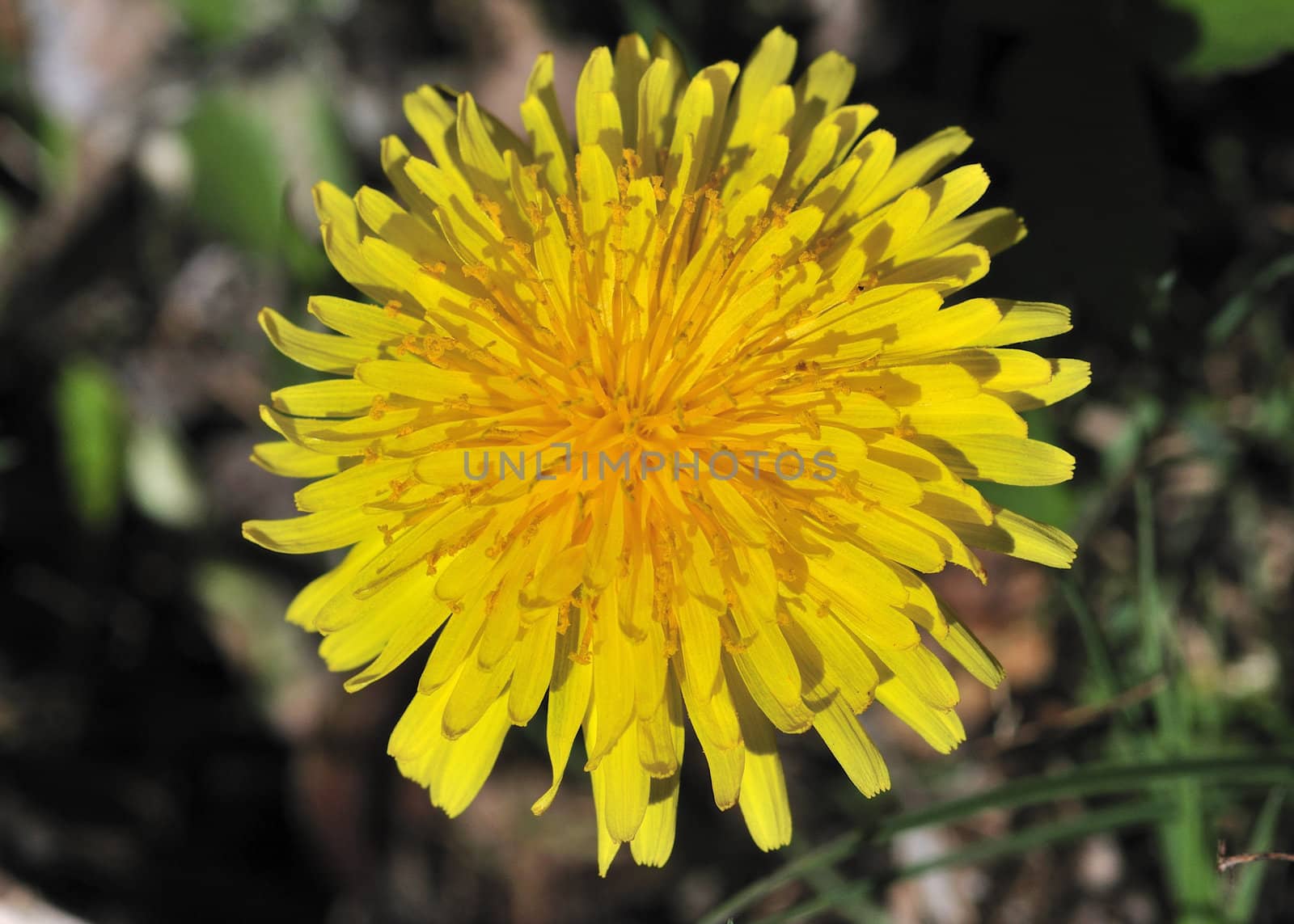 A close-up of a common dandelion in early May.