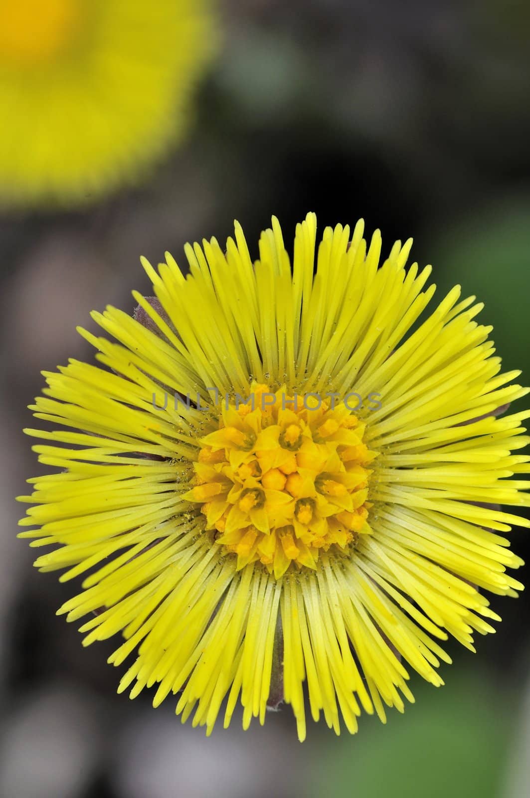 Coltsfoot (Tussilago farfara) by brm1949