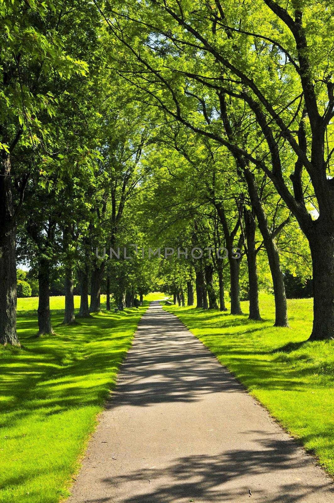 Recreational path in green park lined up with trees