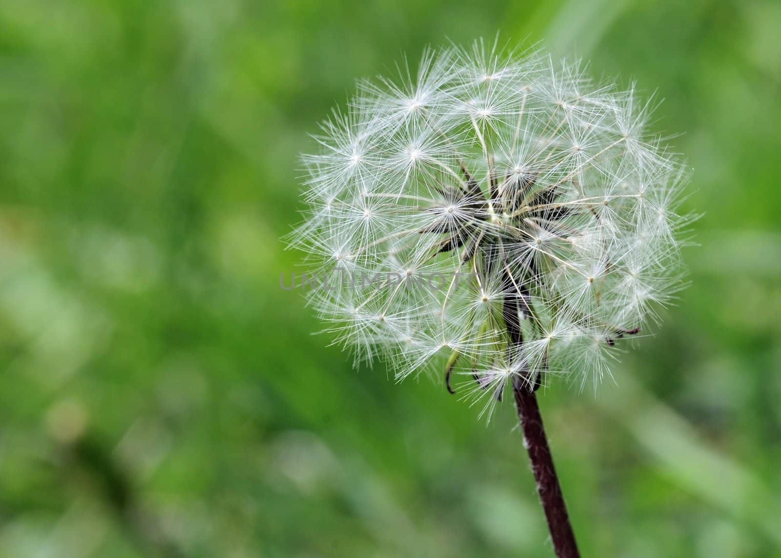 Dandelion seeds ready to be blown off the stem.