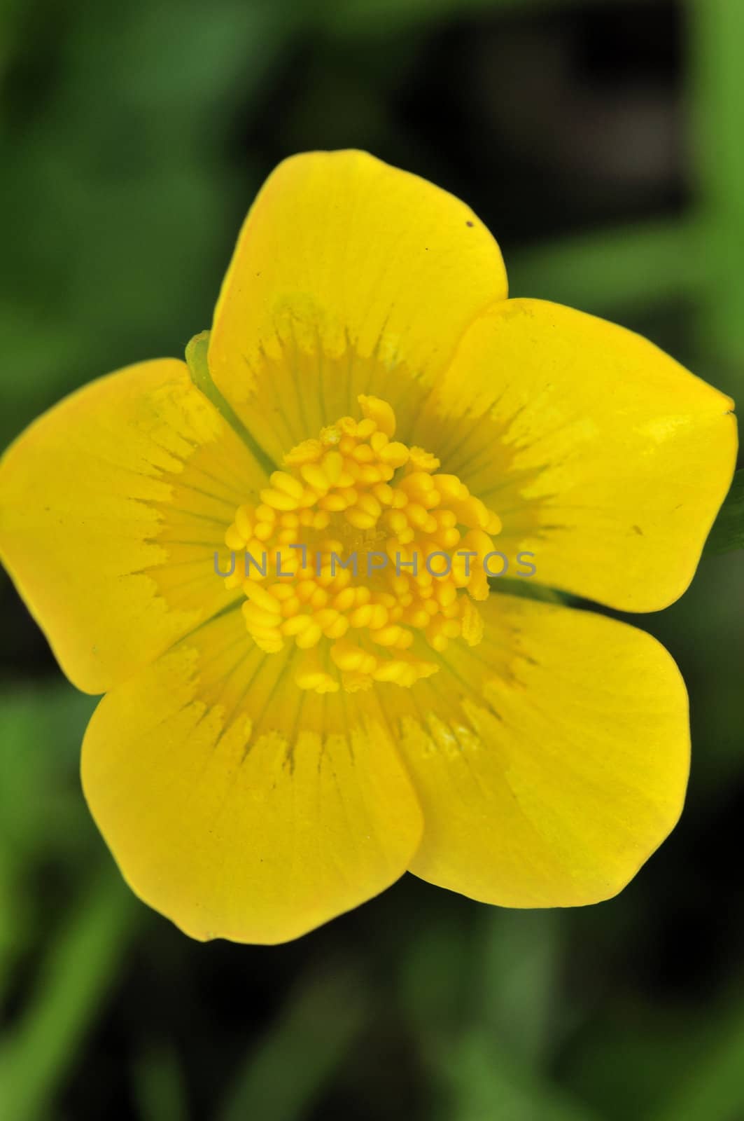 A close-up macro shot of a Common Buttercup (Ranunculus acris)  flower.