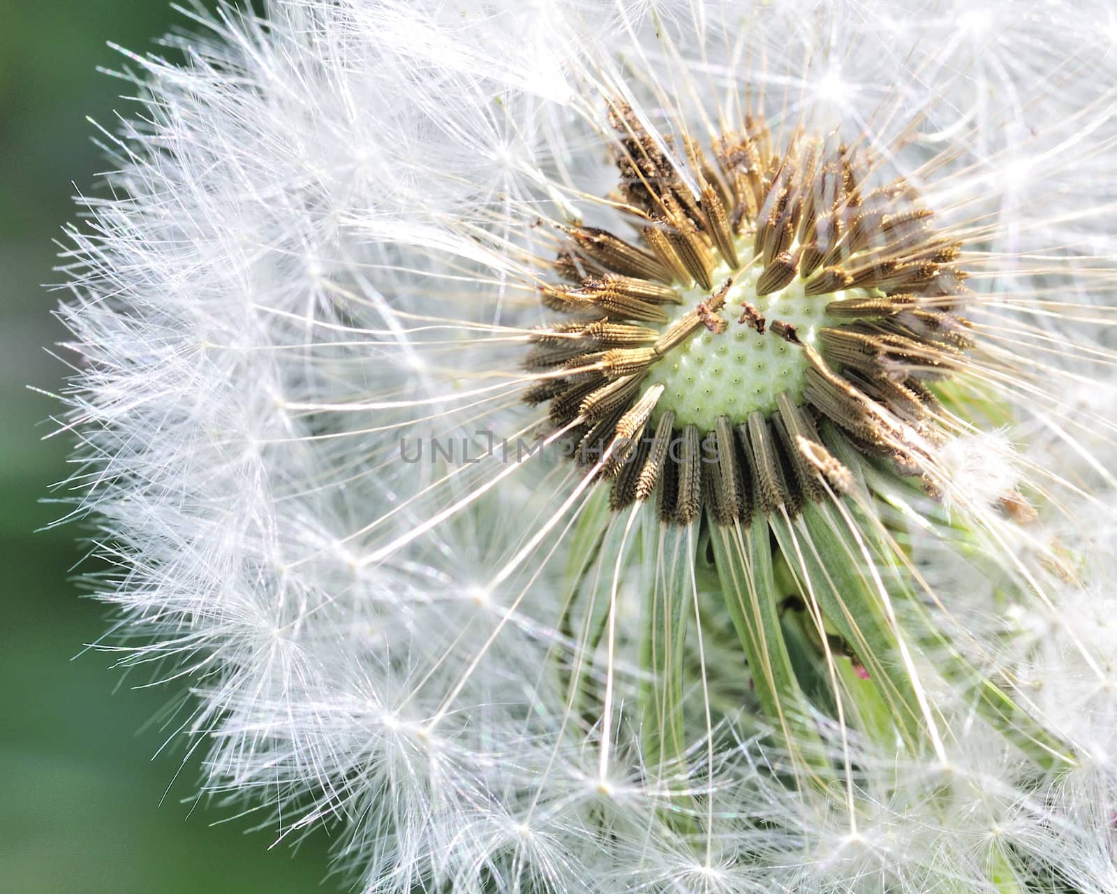 A group of dandelion seeds about to fly off in the wind.
