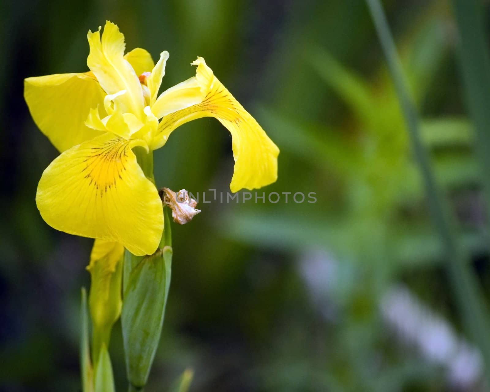 A yellow iris blossom in the wild.