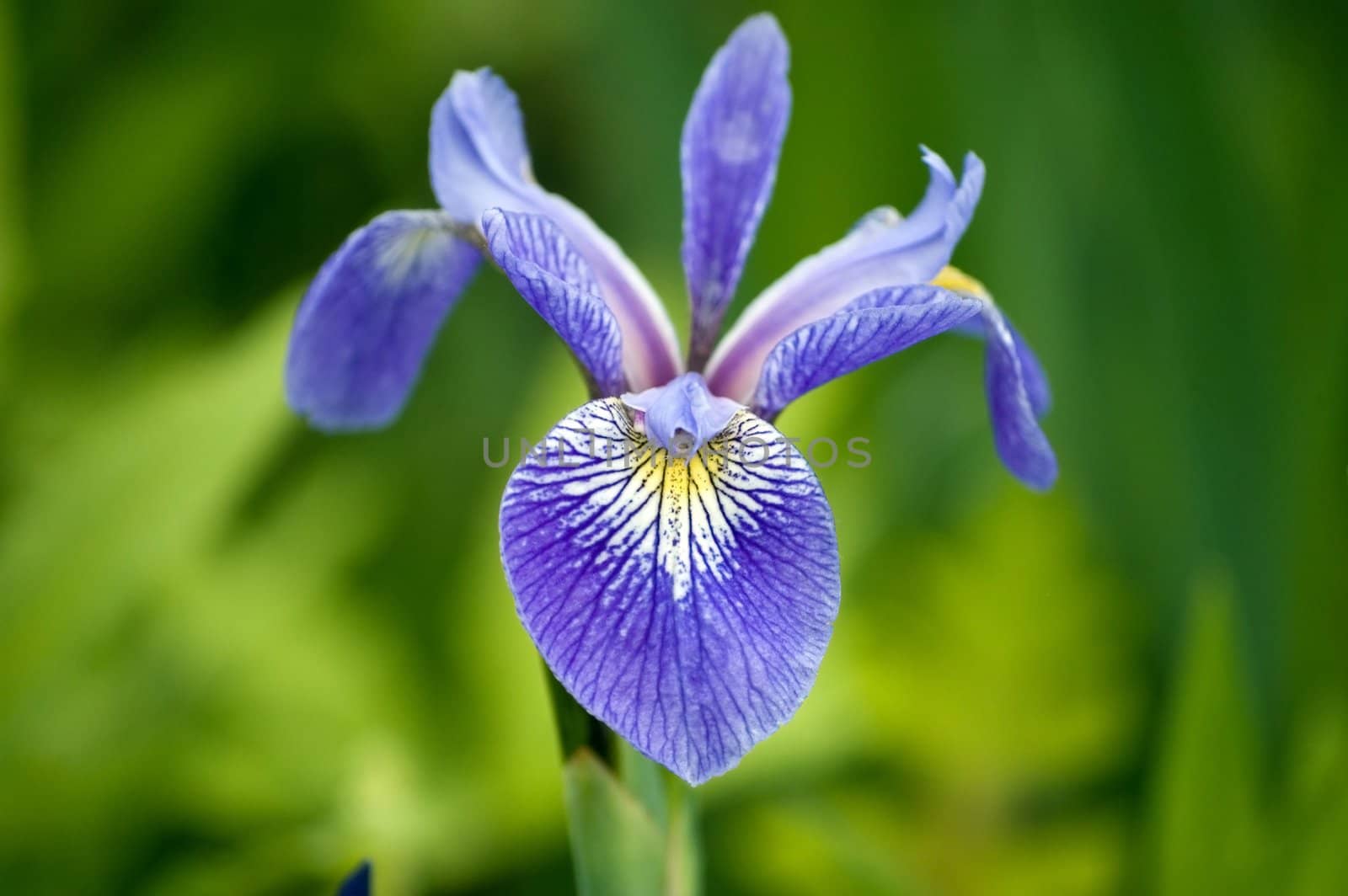A wild purple iris blossom also known as Caesar"s brother.