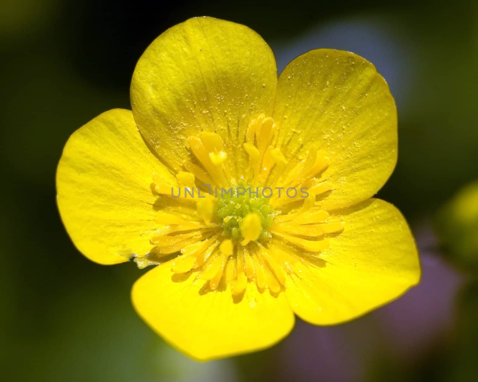 A close-up macro shot of a Common Buttercup (Ranunculus acris)  flower.