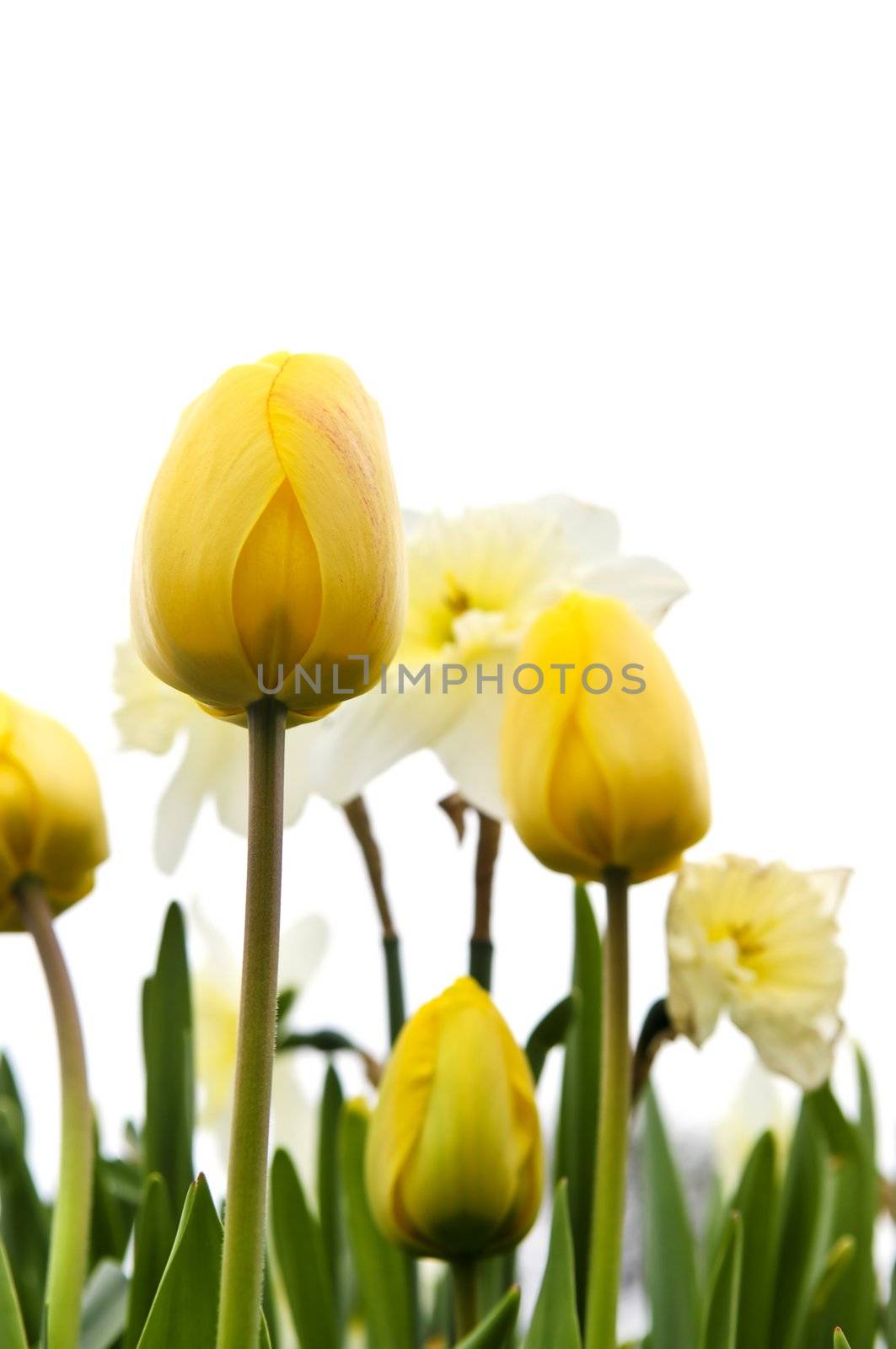 Tulips and daffodils isolated on white background, floral border