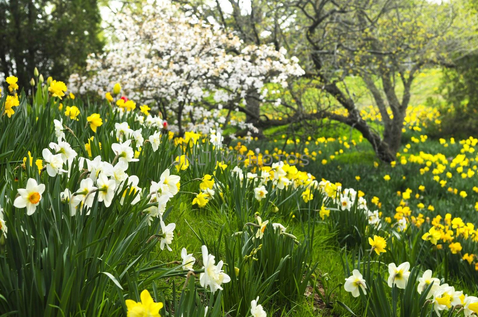 Field of blooming daffodils in spring park