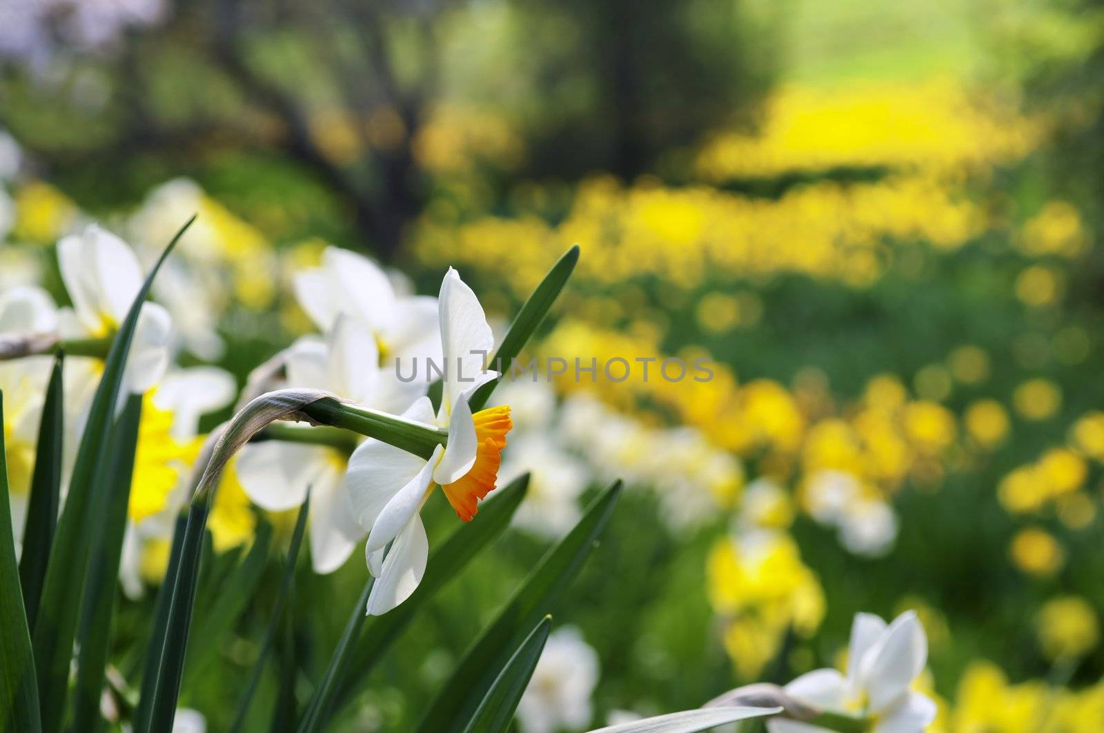 Field of blooming daffodils in spring park