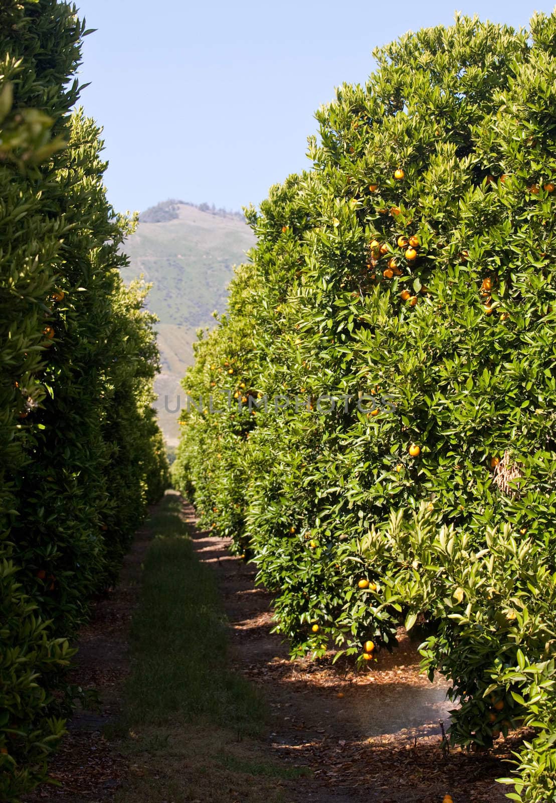 Bright oranges growing on a tree in California orchard and looking down the aisle between trees