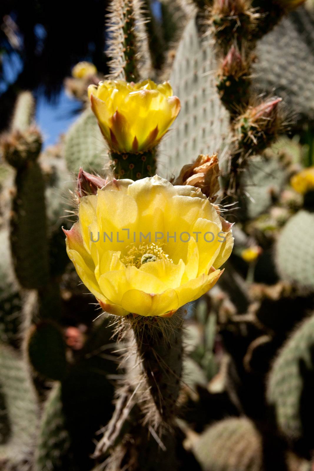 Prickly pear cactus blossoms by steheap