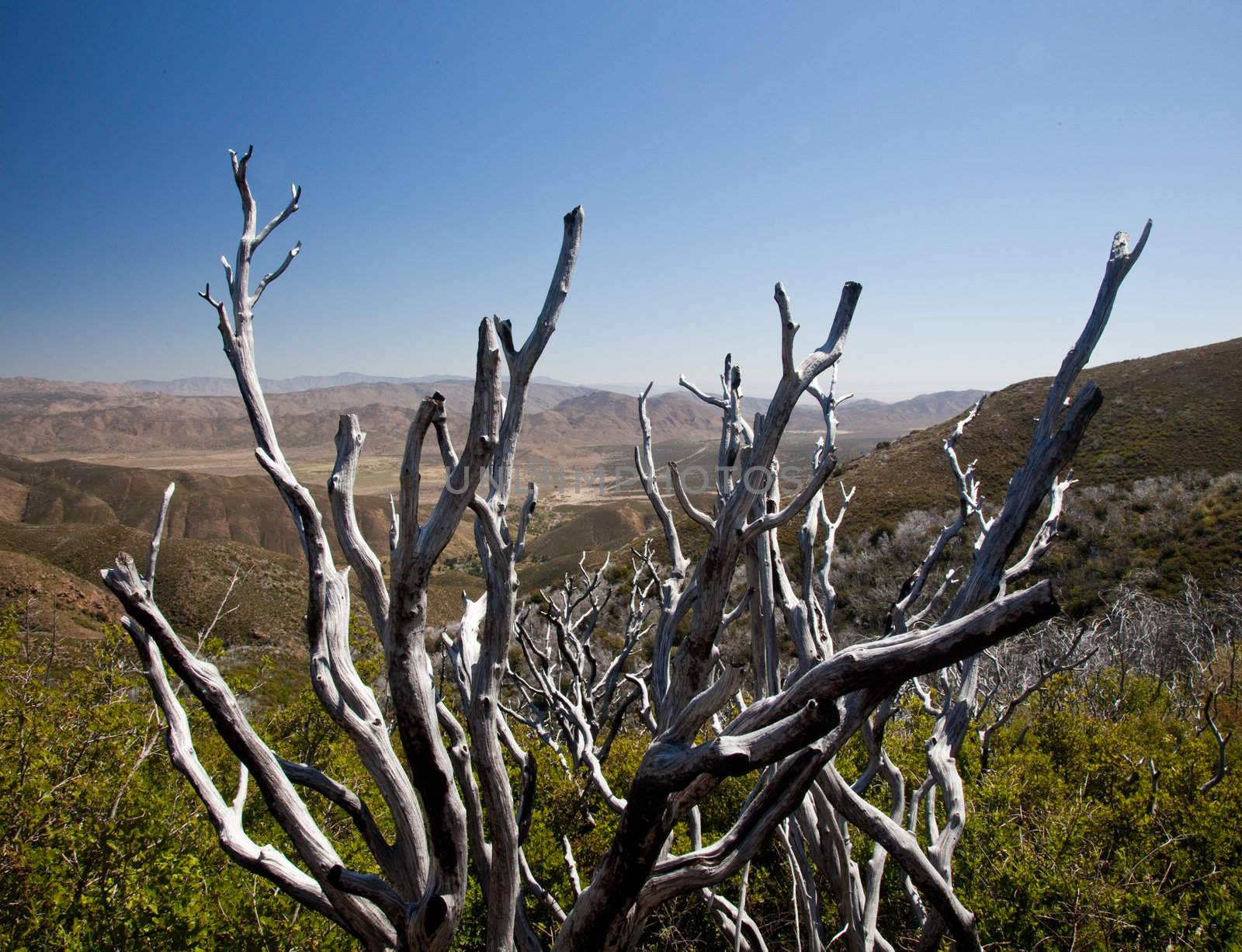 Dead twigs frame Anza Borrego State Park by steheap