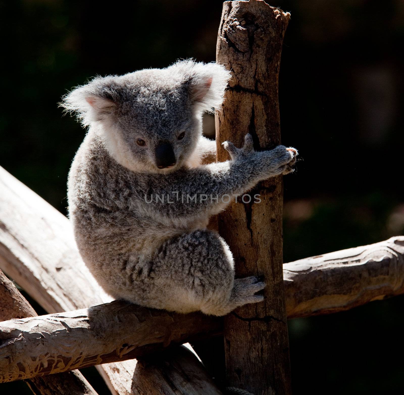 Koala Bear cuddling on a branch by steheap