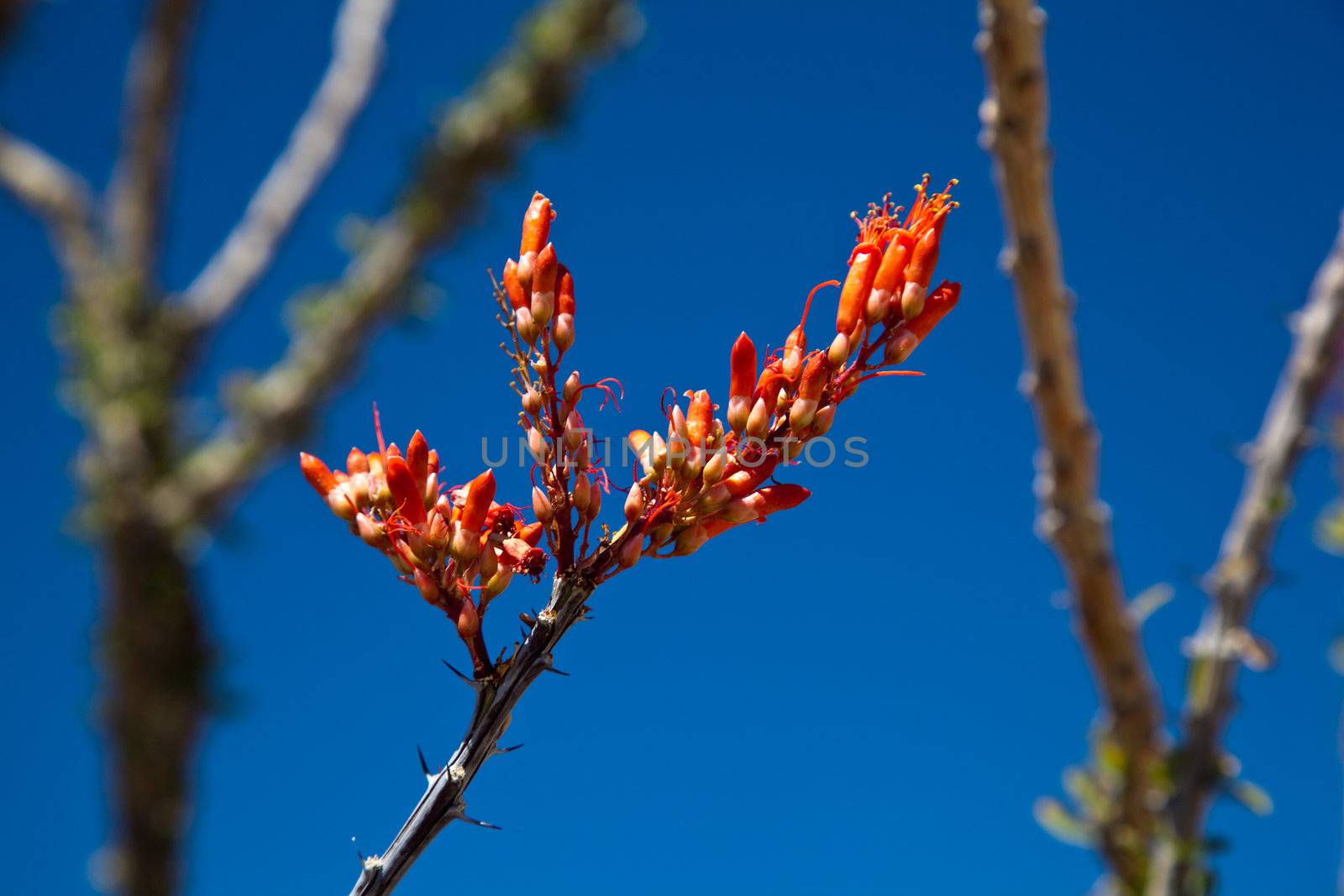 Crimson flowers of the Ocotillo cactus by steheap