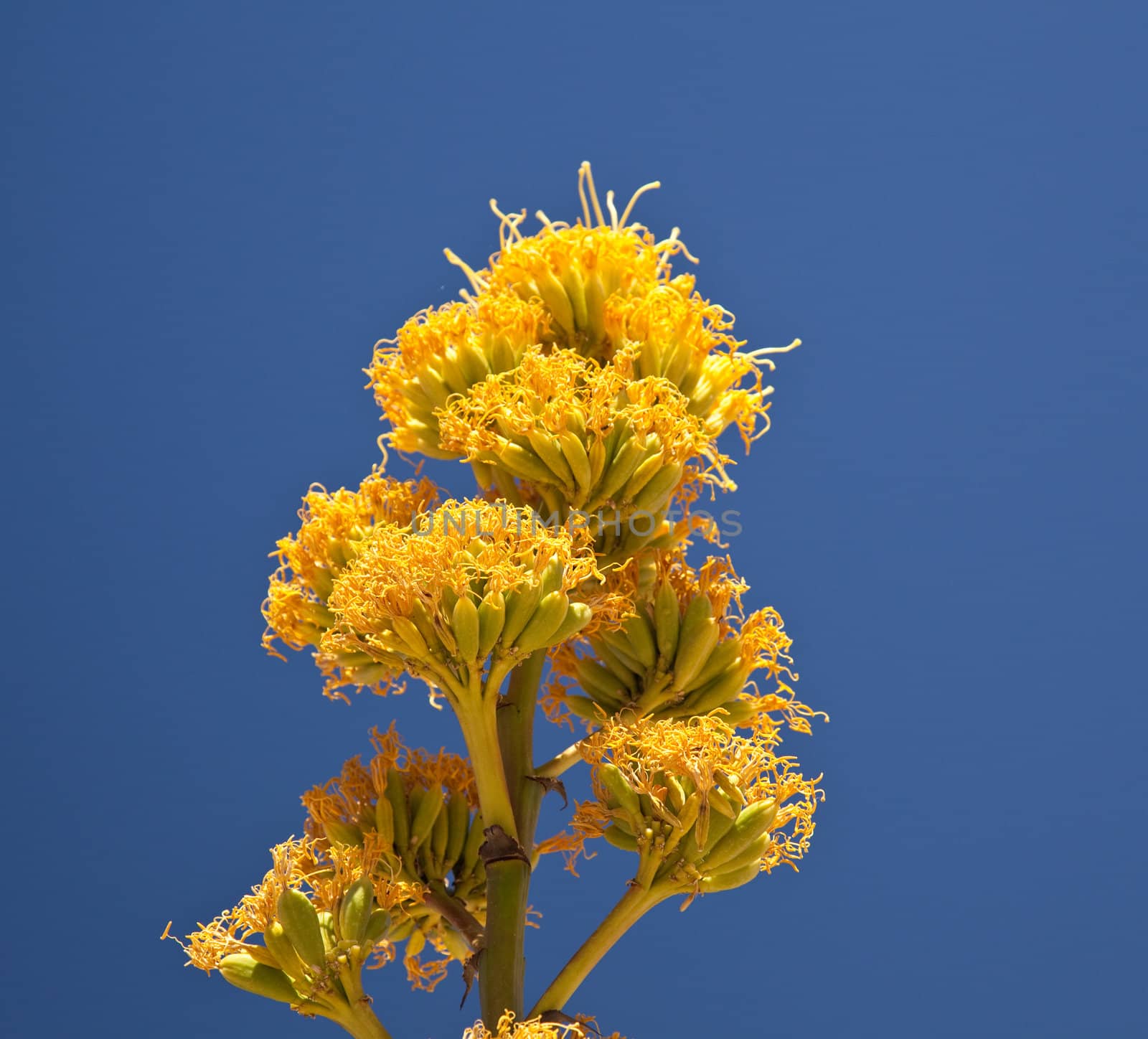 Member of Agave family, Parry's agave bloom once in their life about every 25 years