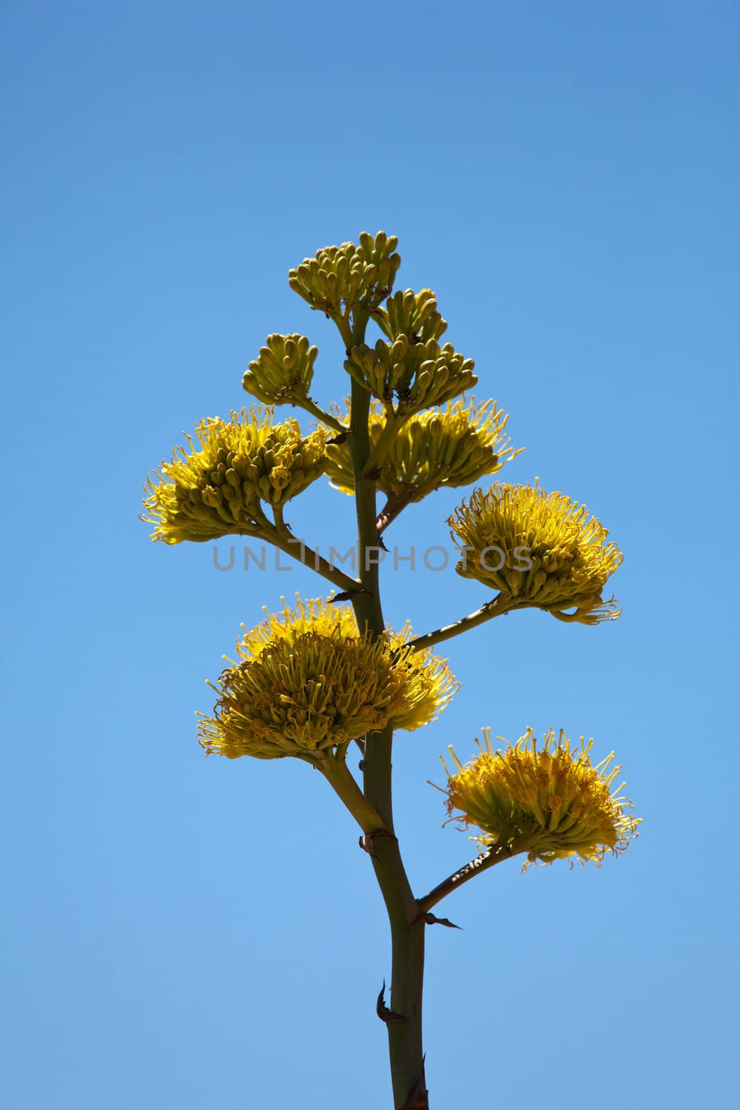 Member of Agave family, Parry's agave bloom once in their life about every 25 years