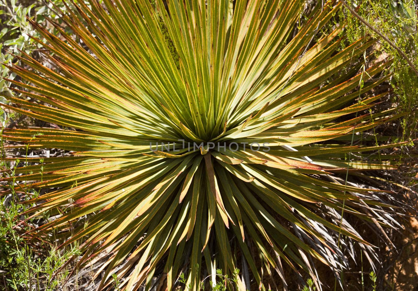 Member of Agave family, Parry's agave bloom once in their life about every 25 years