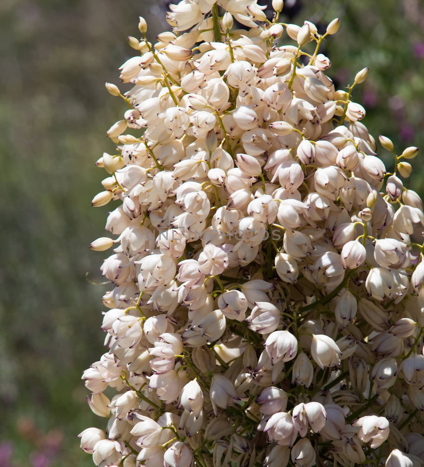 Mojave Yucca blossoms by steheap