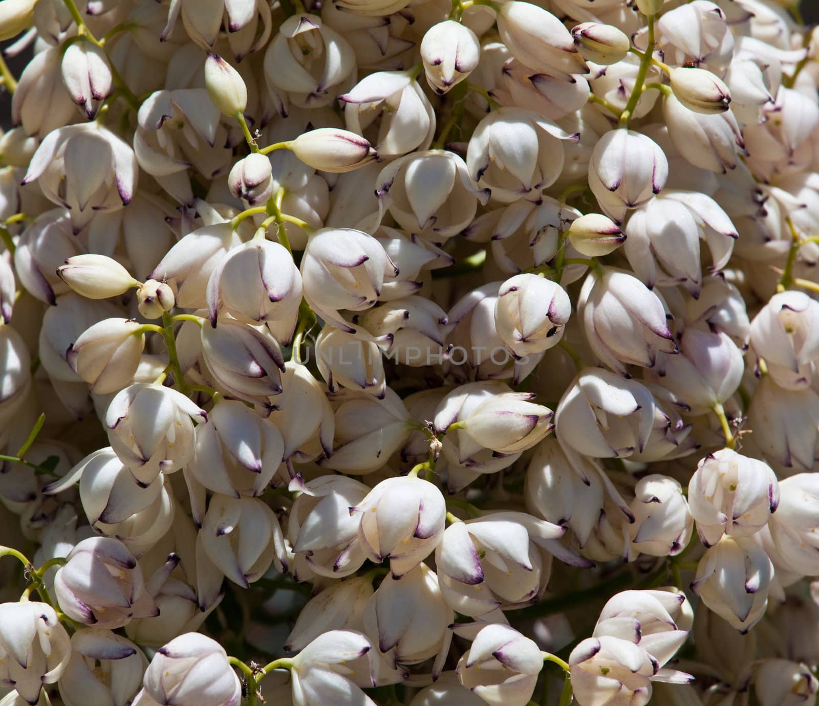 Close up of many blossoms of Mojave Yucca or Spanish Dagger tree in Anzo-Borrego desert