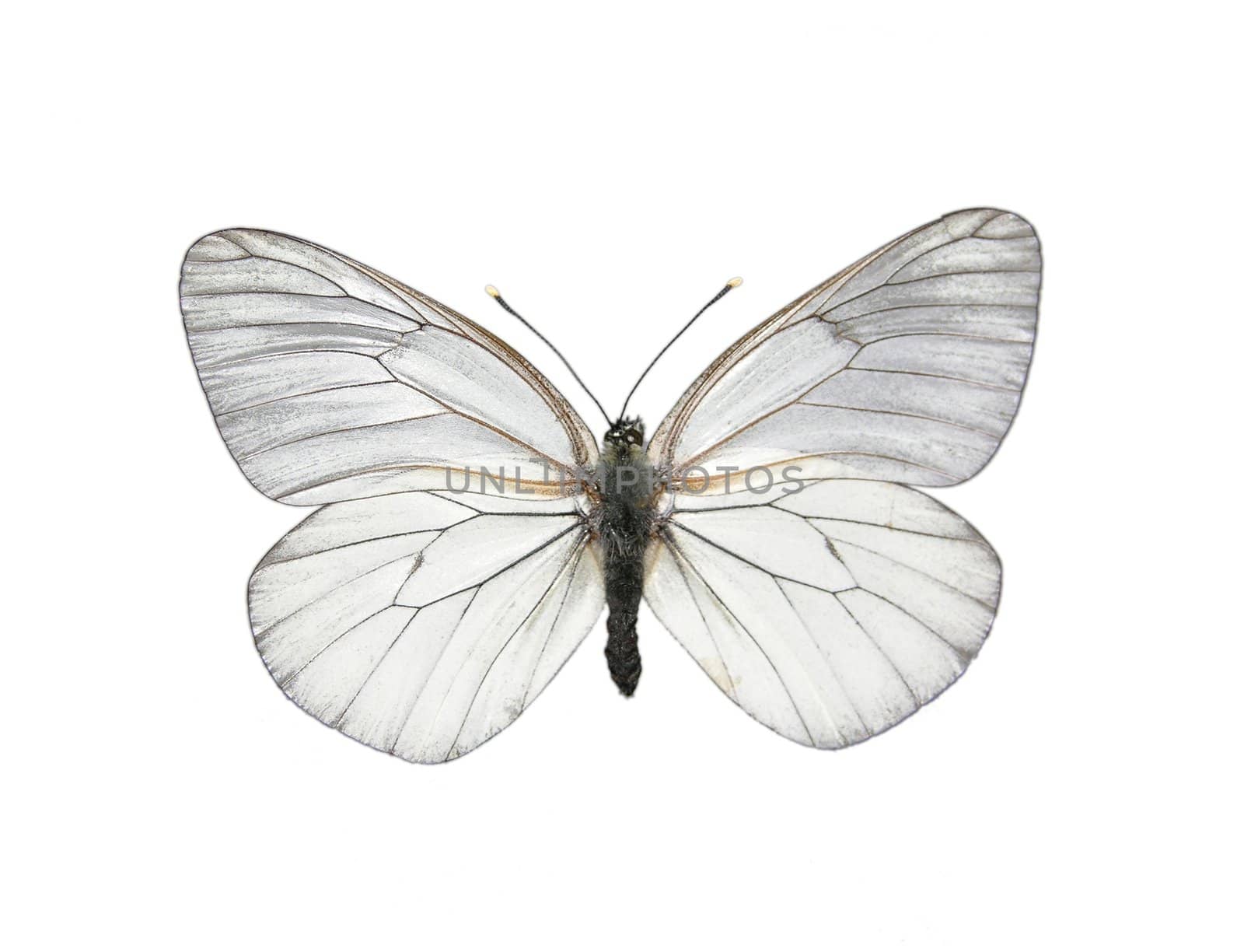 Black-veined White butterfly (Aporia crataegi)