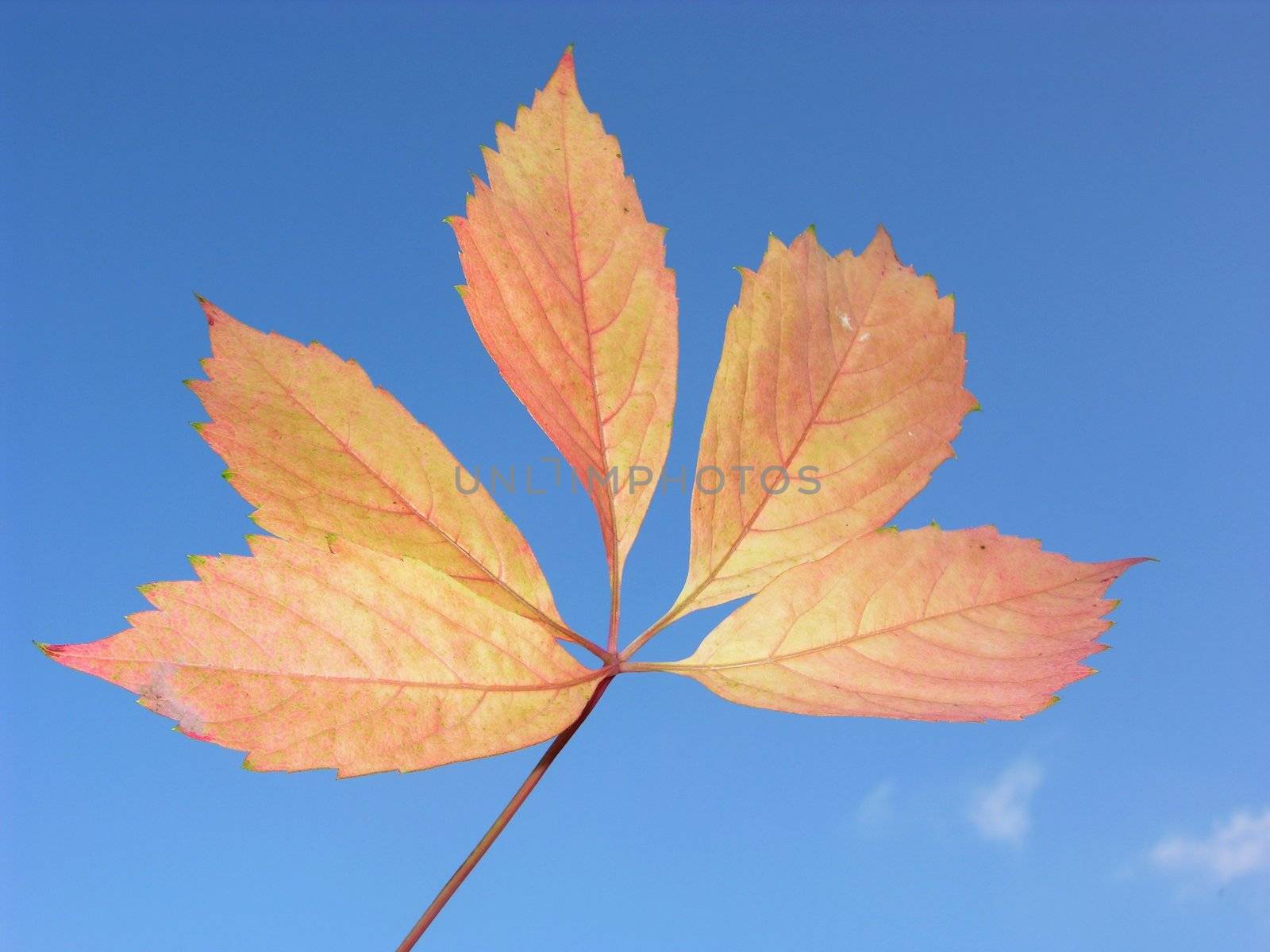 Blue sky and fall leaf by rbiedermann