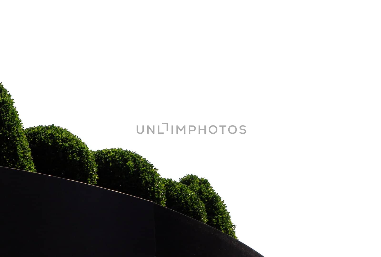 Buxus (boxwood) by rbiedermann