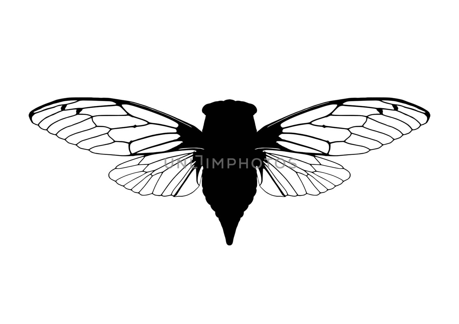 Cicada