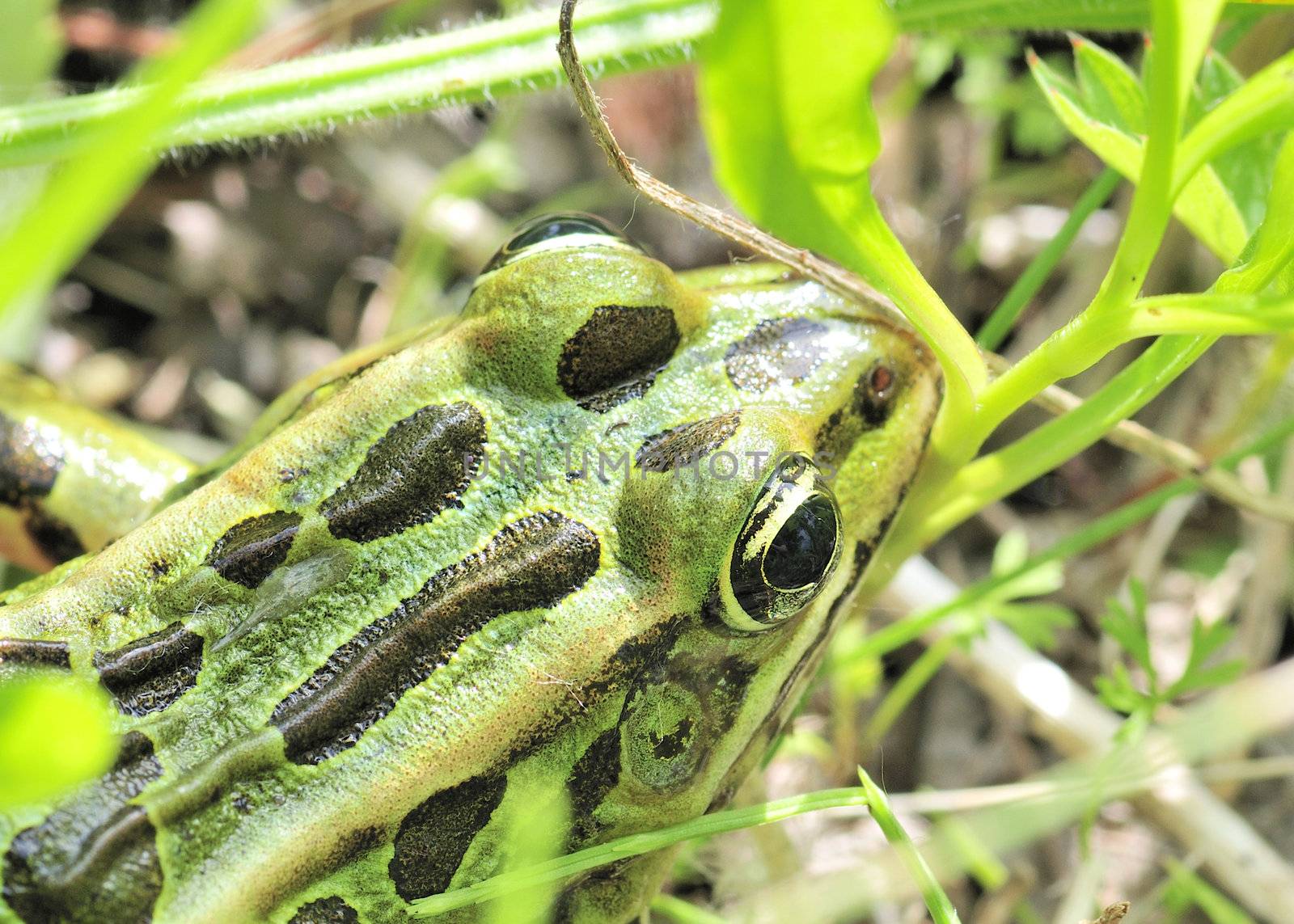 A close-up shot of a leopard frog in the grass.