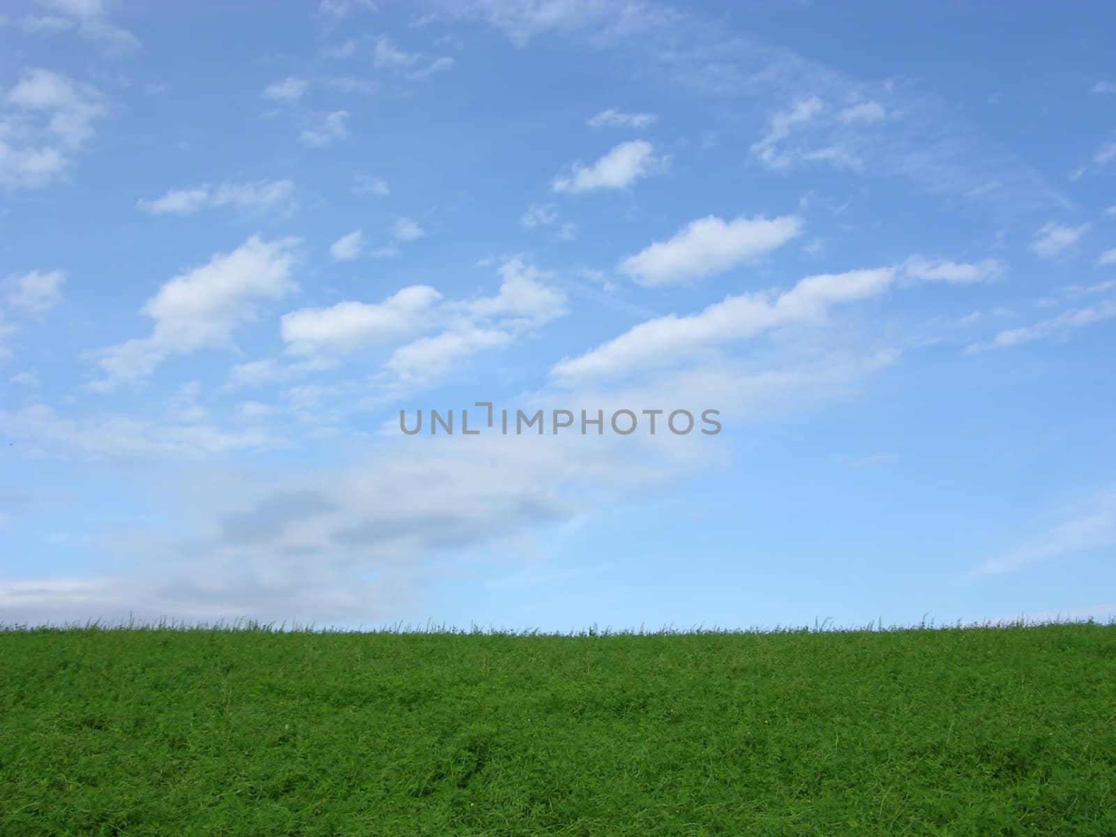 Clover field and blue sky with clouds