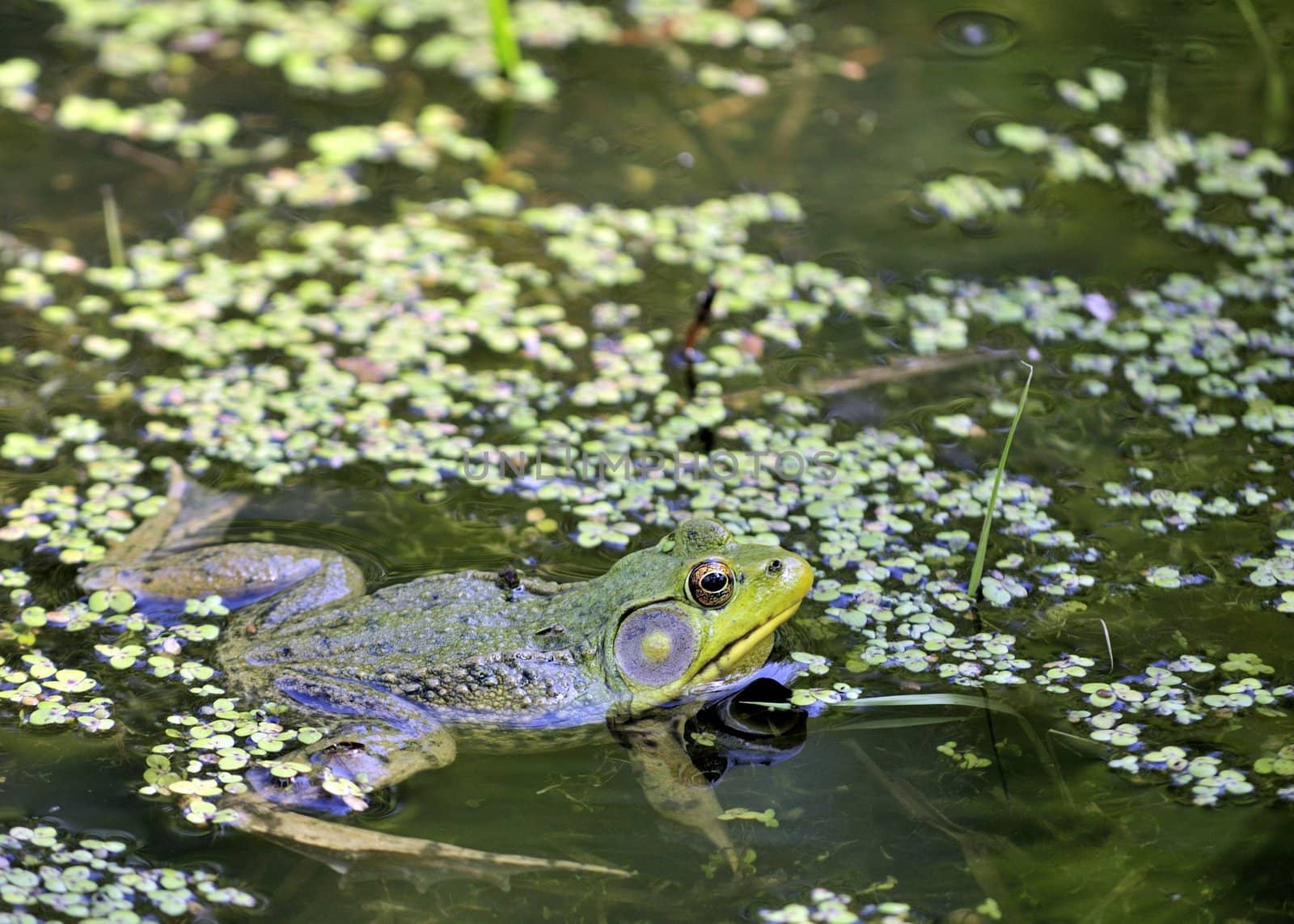 A bullfrog floating in a green marsh.