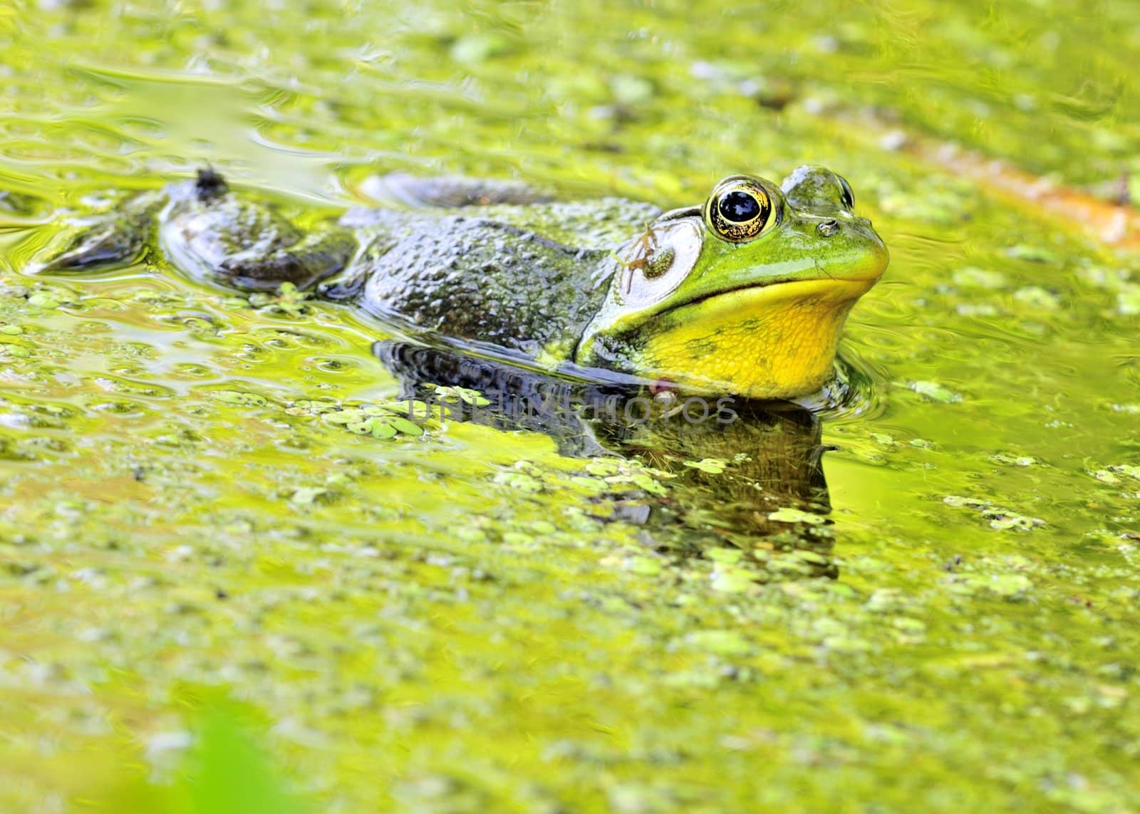 A bullfrog floating in a green swamp.