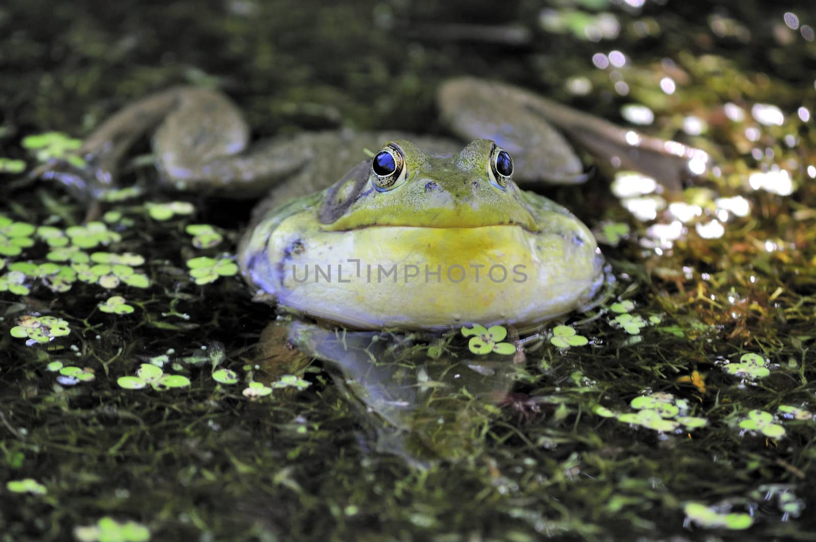 A bullfrog croaking a song in a swamp.
