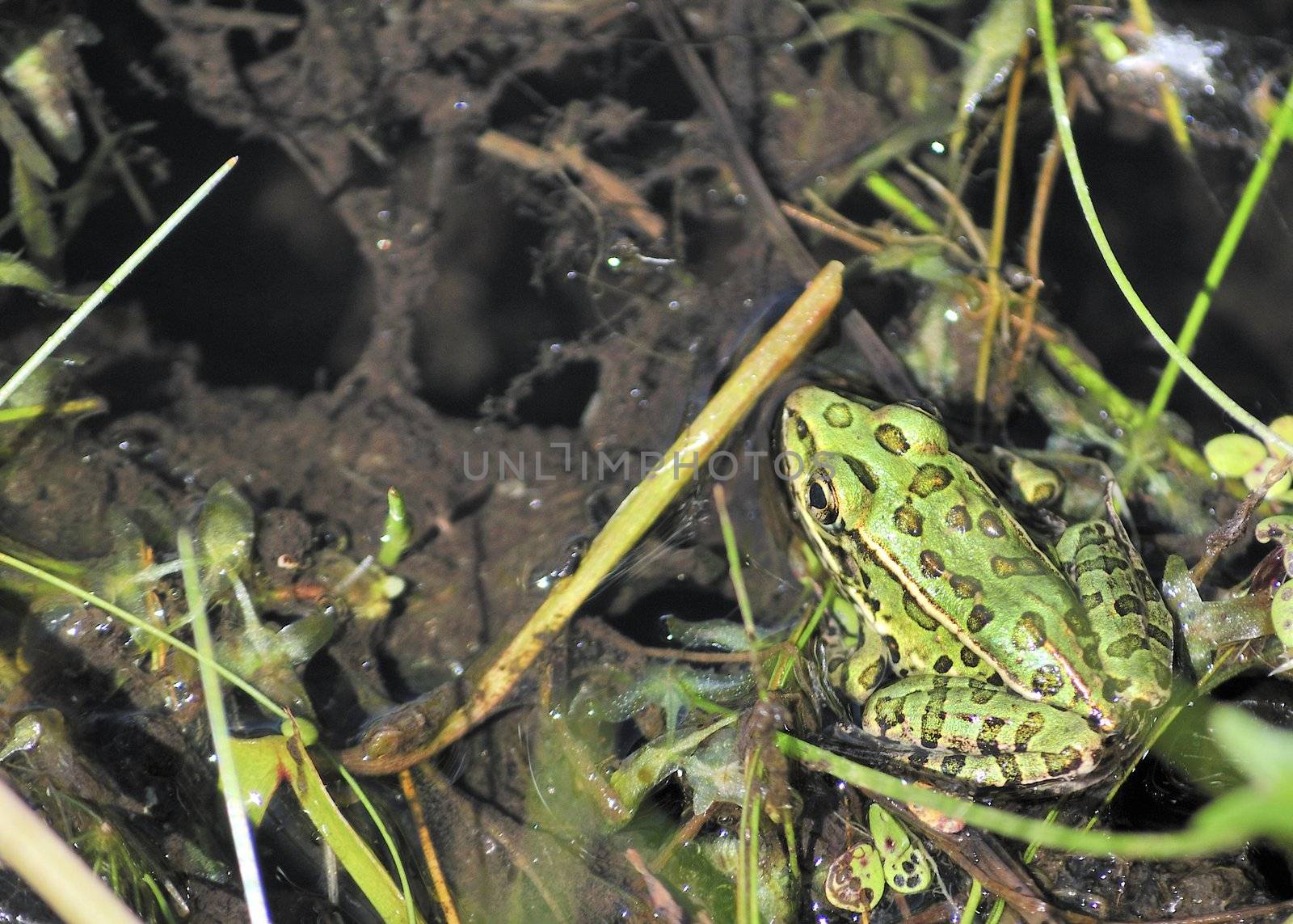 A leopard frog sitting in a marsh.