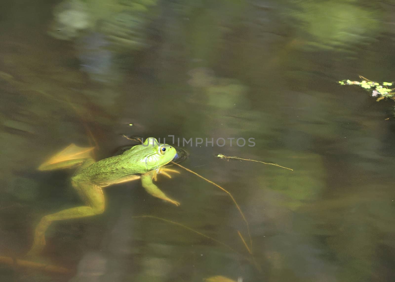 A bullfrog floating  partly submerged in a swamp.