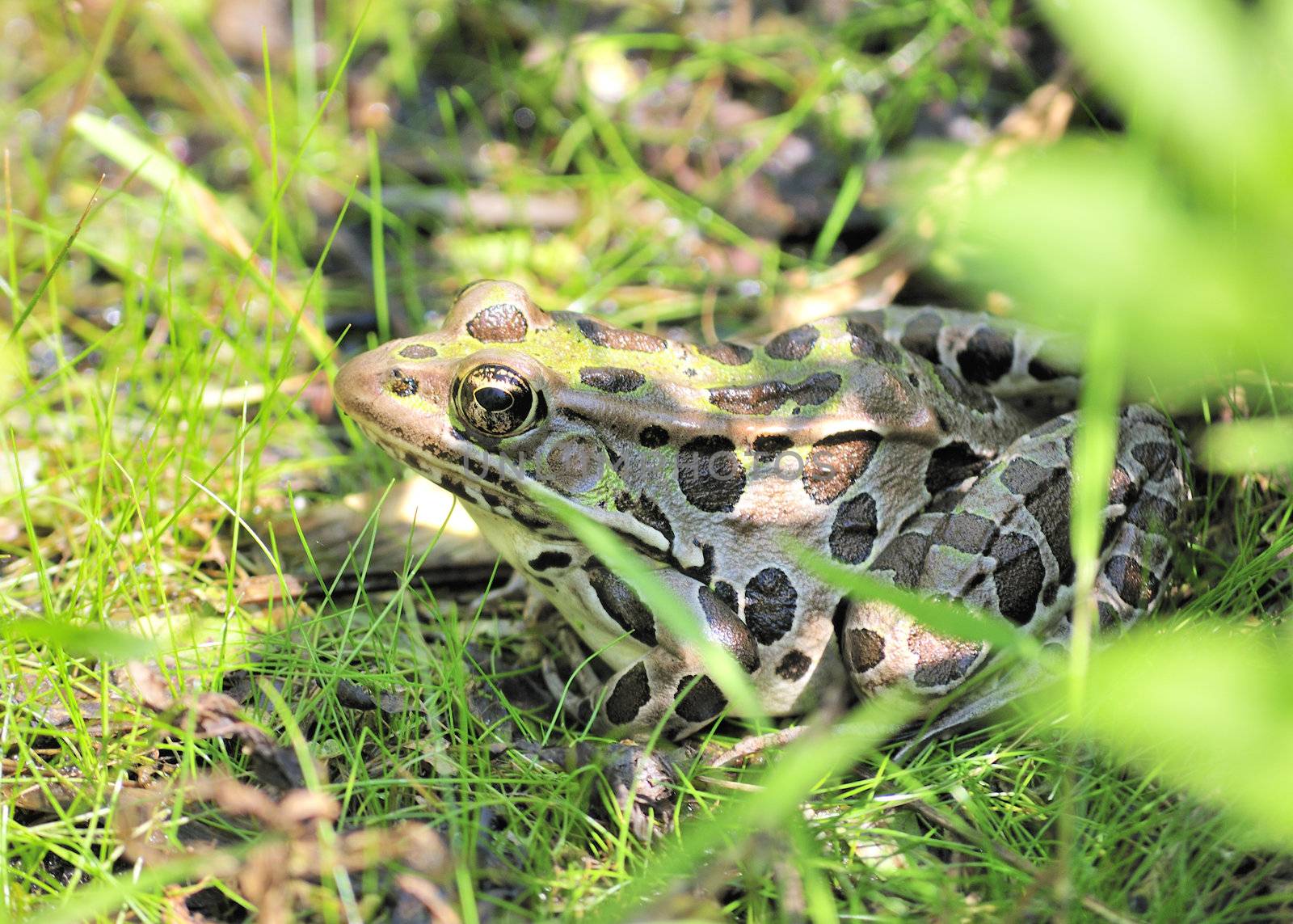 A close-up shot of a leopard frog in the grass.