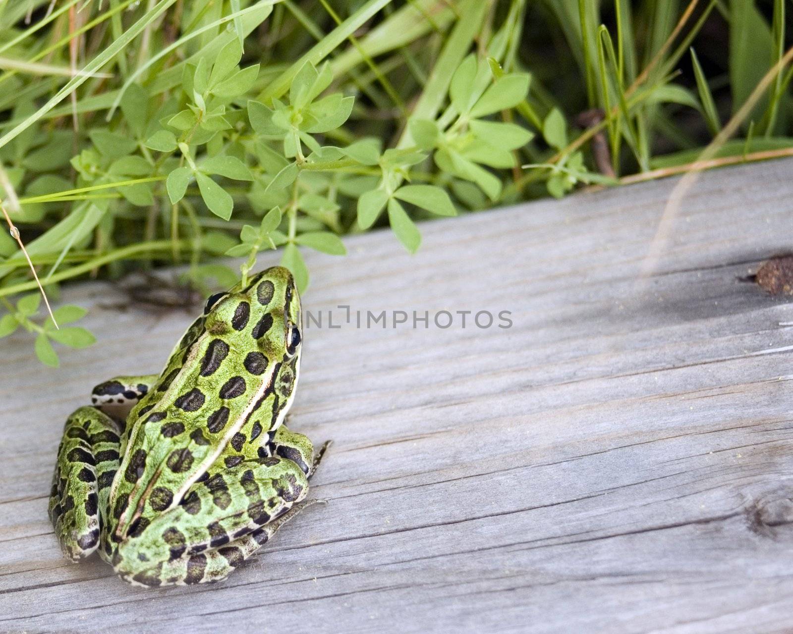 Leopard Frog by brm1949