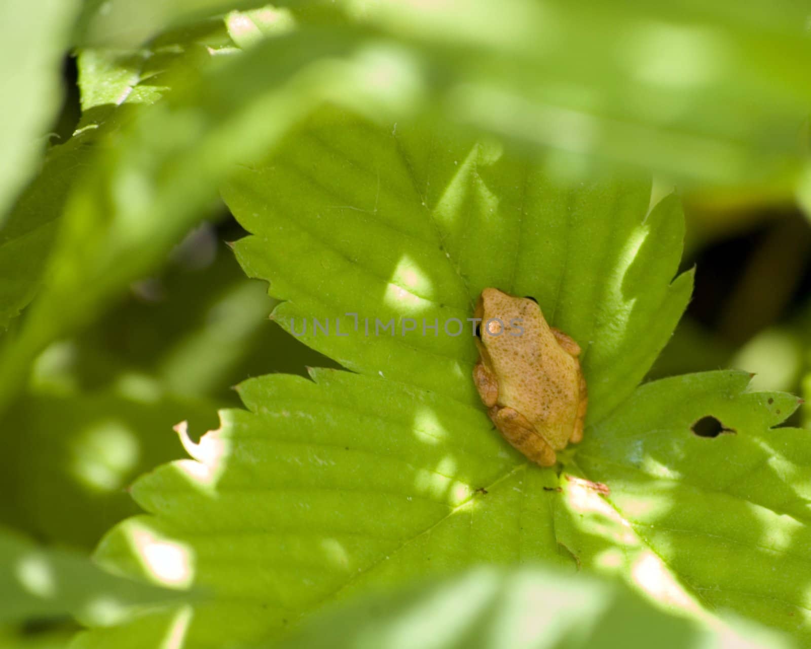 A tree frog perched on a tree leaf.