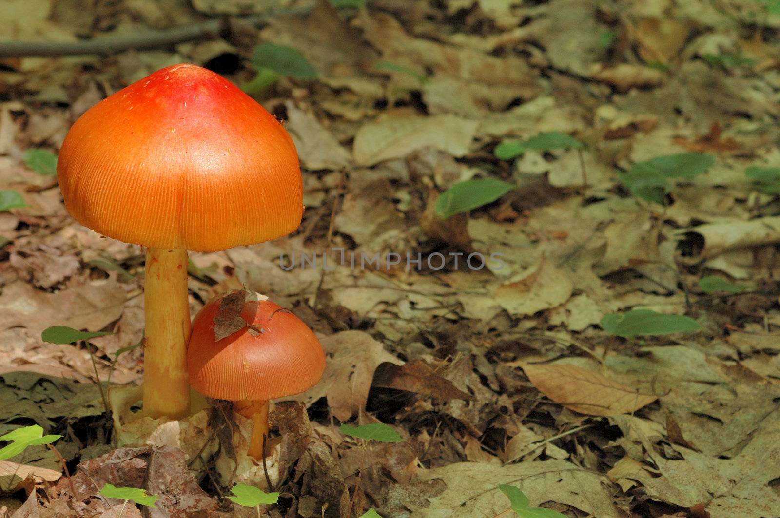 A pair of mushrooms growing on the forest floor.