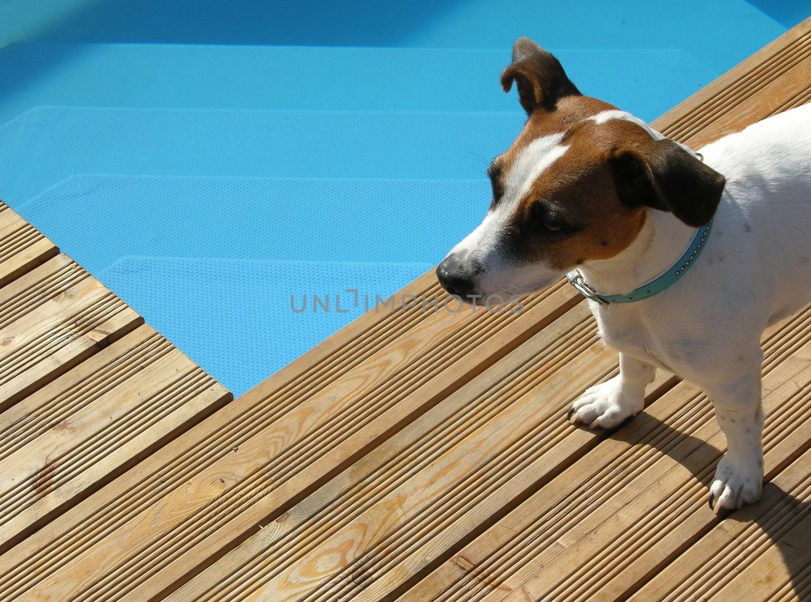 Dog relaxing at pool in the sun