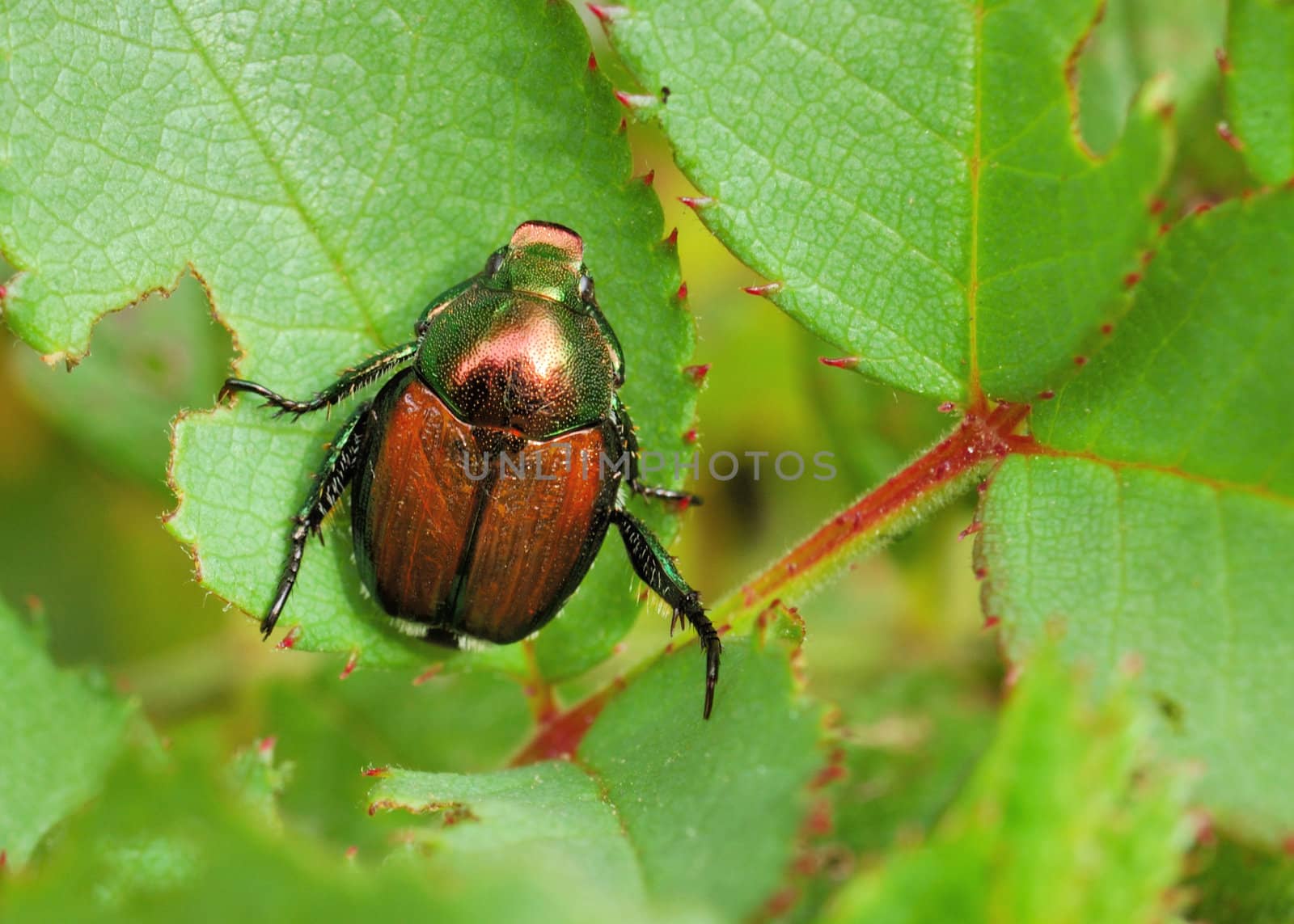 A Japanese Beetle perched on a plant leaf. Superfamily Scarabaeoidea / Family Scarabaeidae / Subfamily Rutelinae / Tribe Anomalini / Subtribe Popilliin